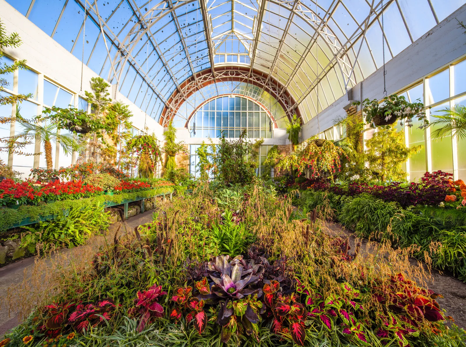 Inside a glasshouse at the Domain Wintergardens in Auckland, a barrel-vaulted iron and glass roof over dense beds of red and green foliage with a path running between them