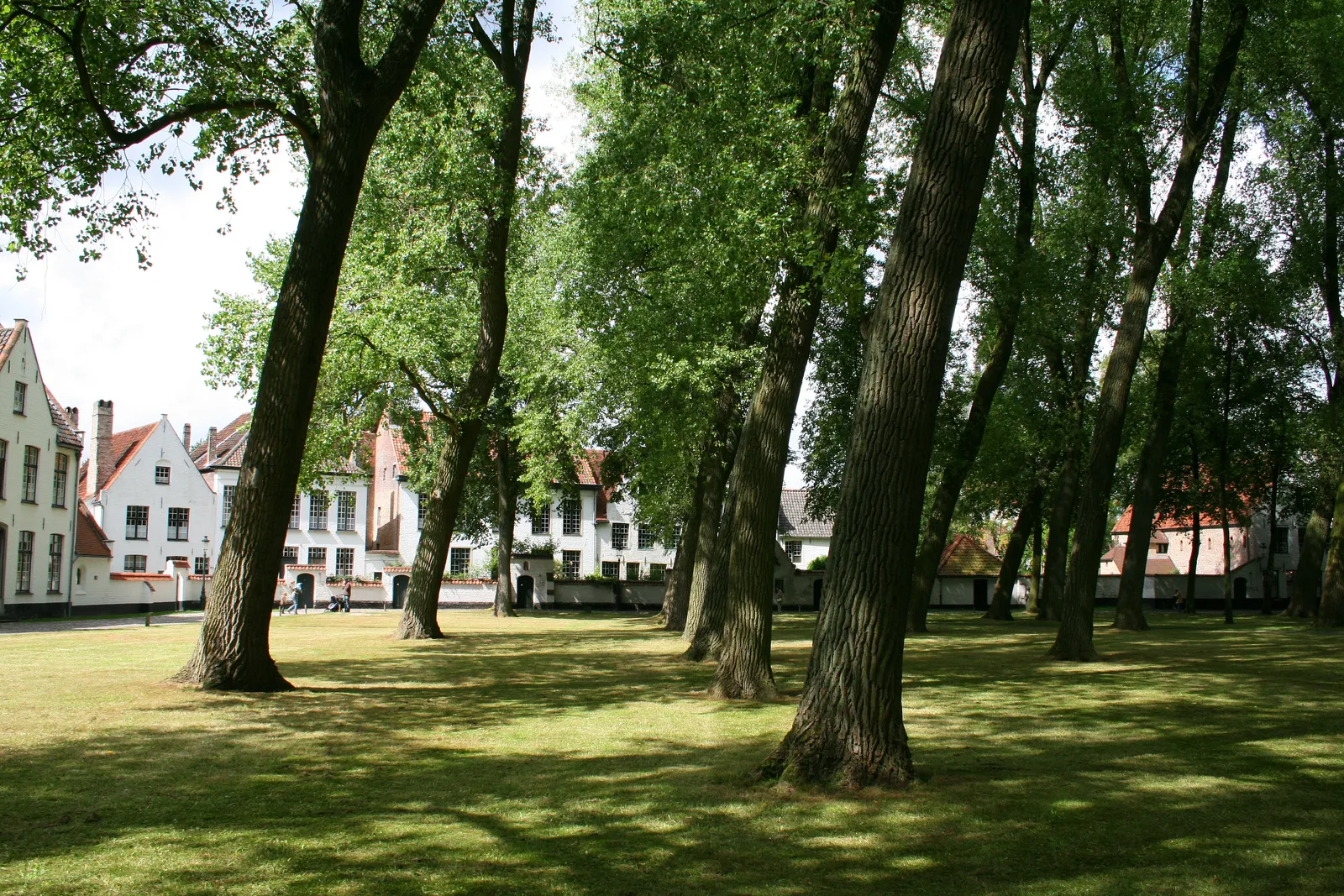 The green courtyard of the Beguinage in Bruges, tall poplars shading a wide lawn with whitewashed gabled houses along the far side