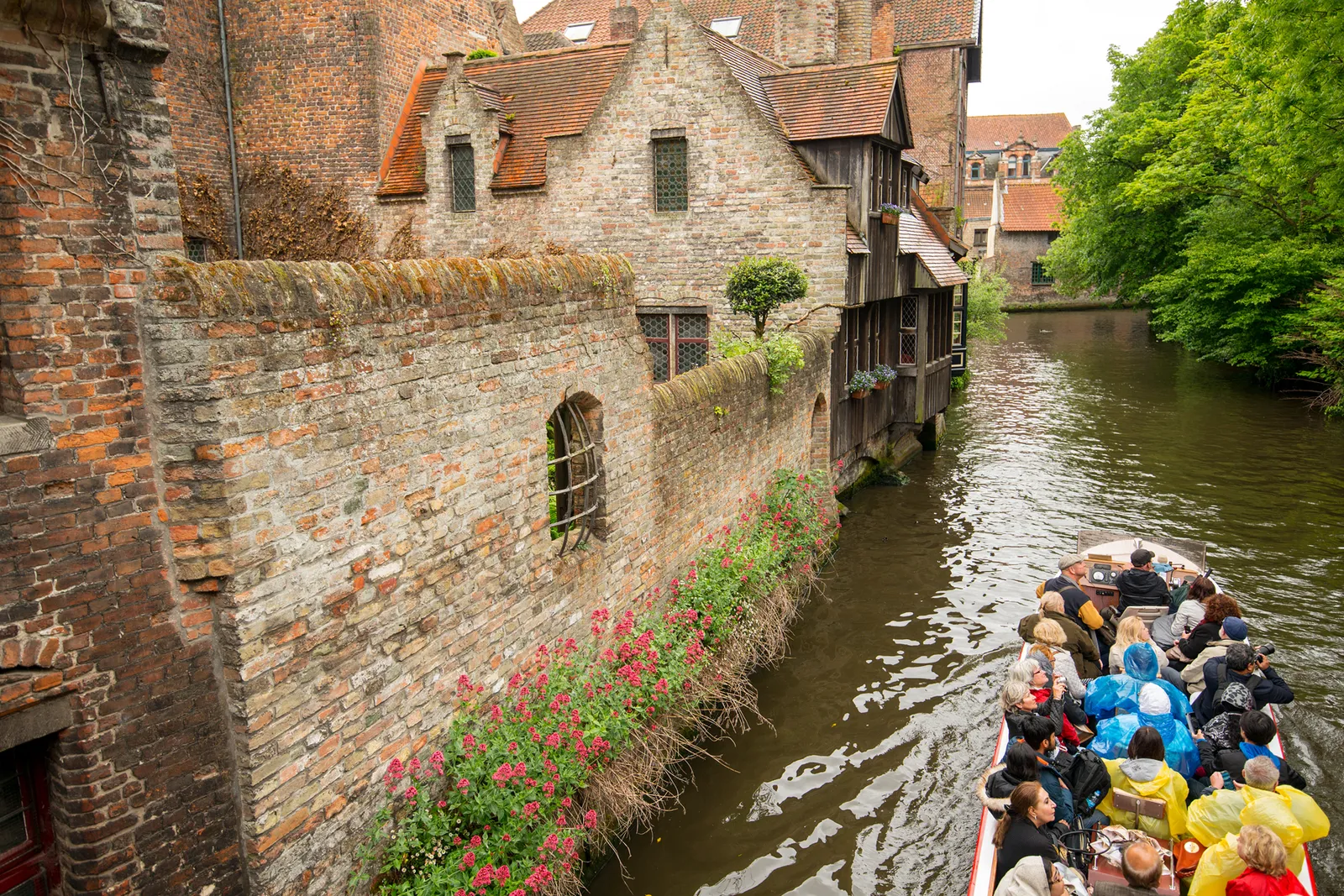 An open tour boat full of passengers moving along a narrow Bruges canal between old brick walls hung with red flowers