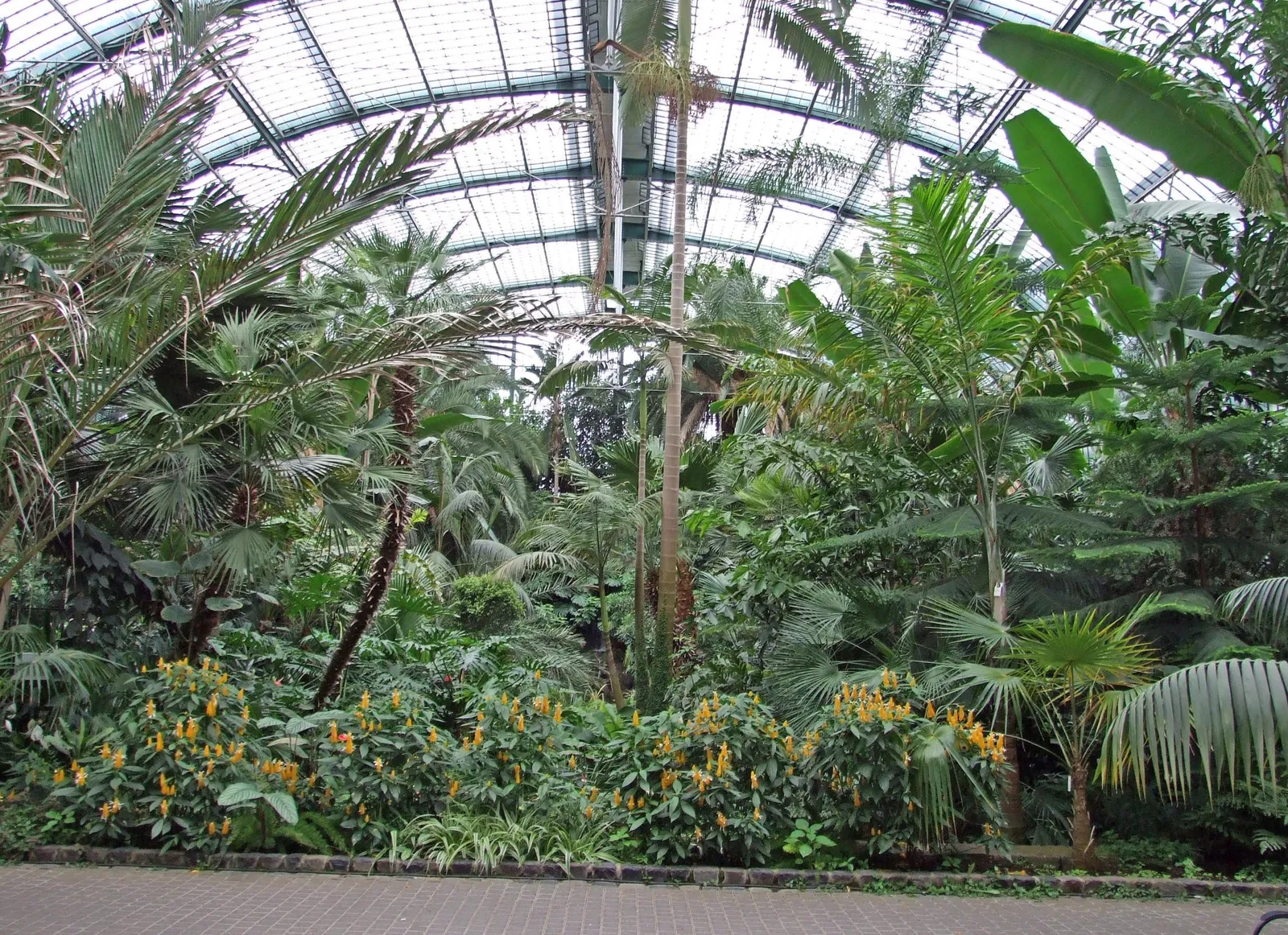 Inside the Palmenhaus glasshouse at Frankfurt's Palmengarten, tall palms and broad-leaved plants under a curved glass and iron roof, with a bed of yellow flowering shrubs along the gravel path