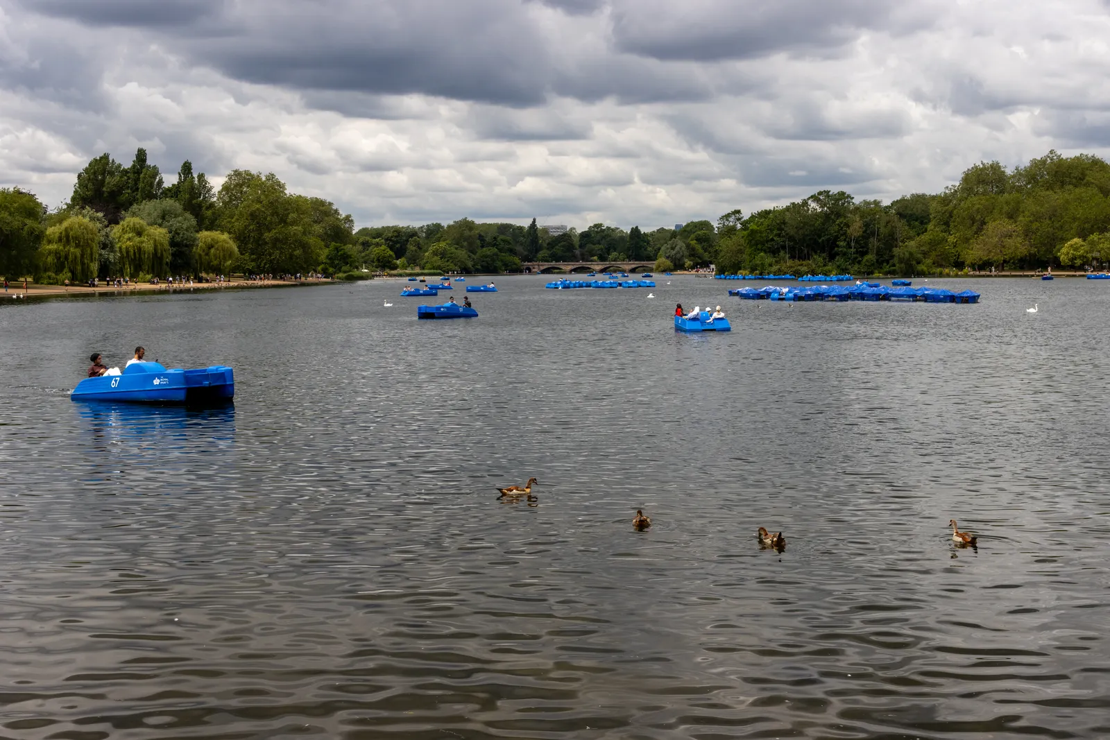 Paddle boats and ducks on the Serpentine lake in Hyde Park, London