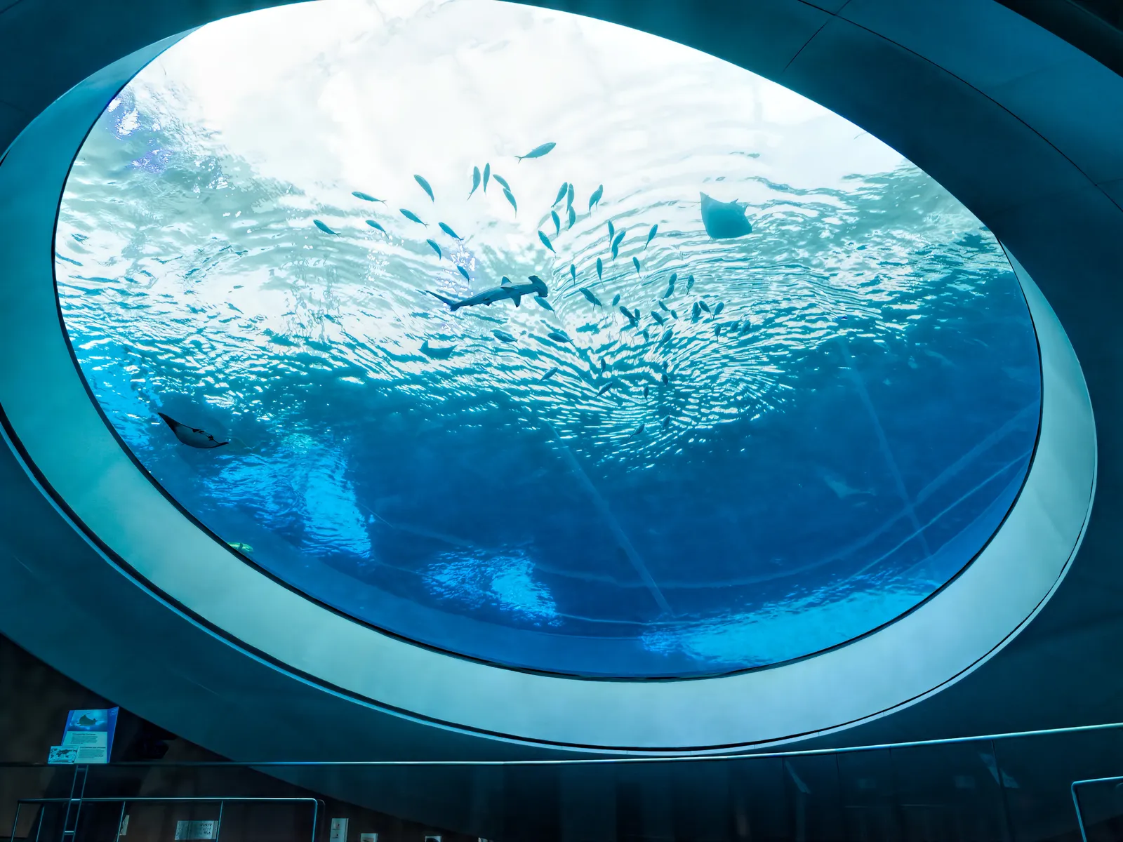 Looking up through the large circular glass lens at the bottom of the Frost Museum of Science aquarium in Miami, with a shoal of fish, a ray and a shark swimming overhead in blue water