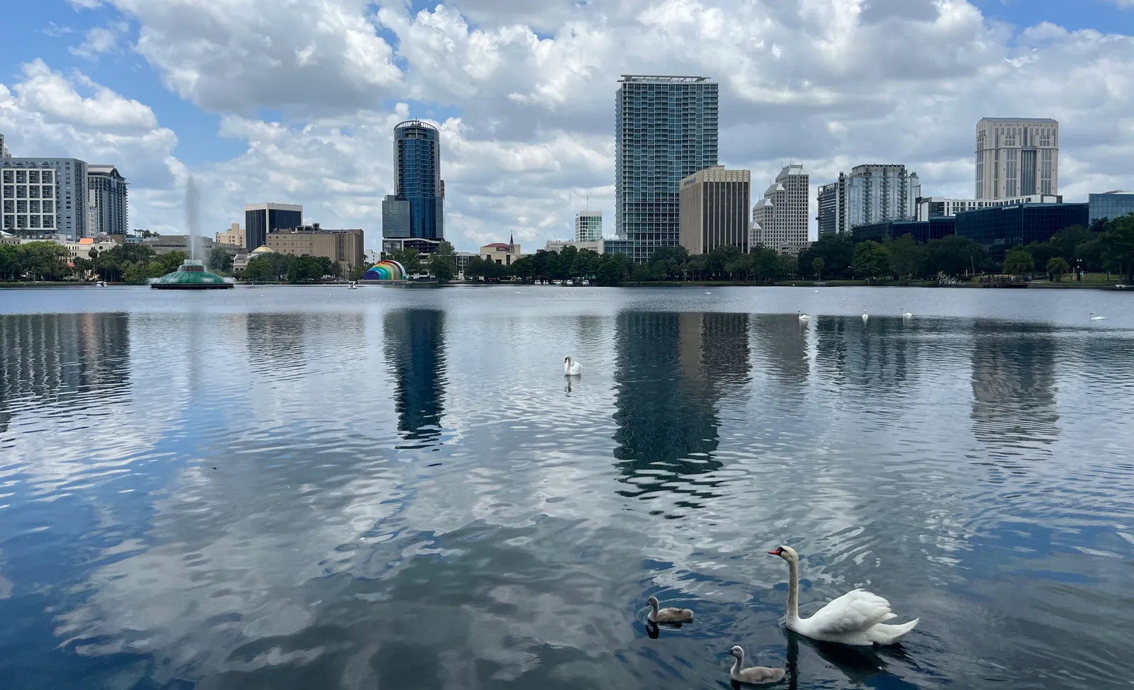 White swans on Lake Eola with the fountain jetting in the middle of the water and downtown Orlando's towers along the far shore
