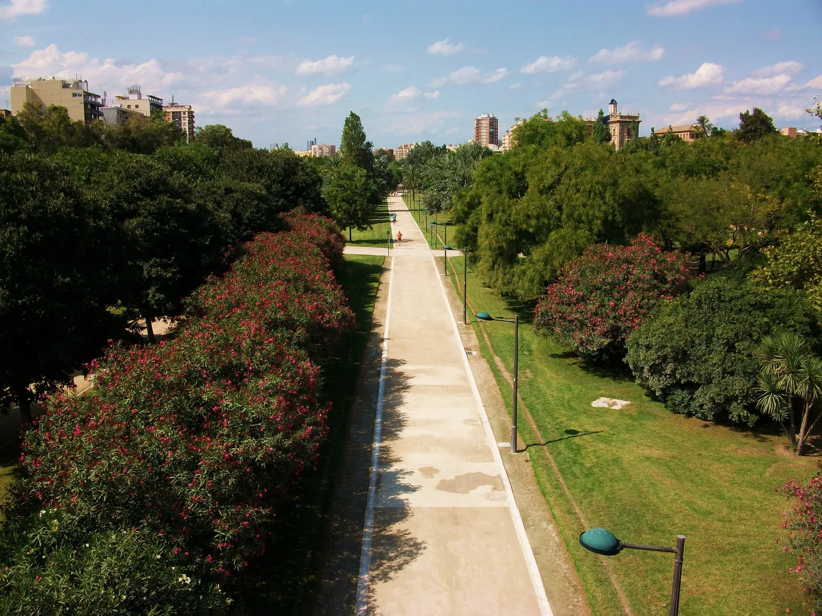 The Turia gardens in Valencia seen from a bridge above, a pale path running down the middle of the old riverbed between rows of trees, with apartment blocks along both banks