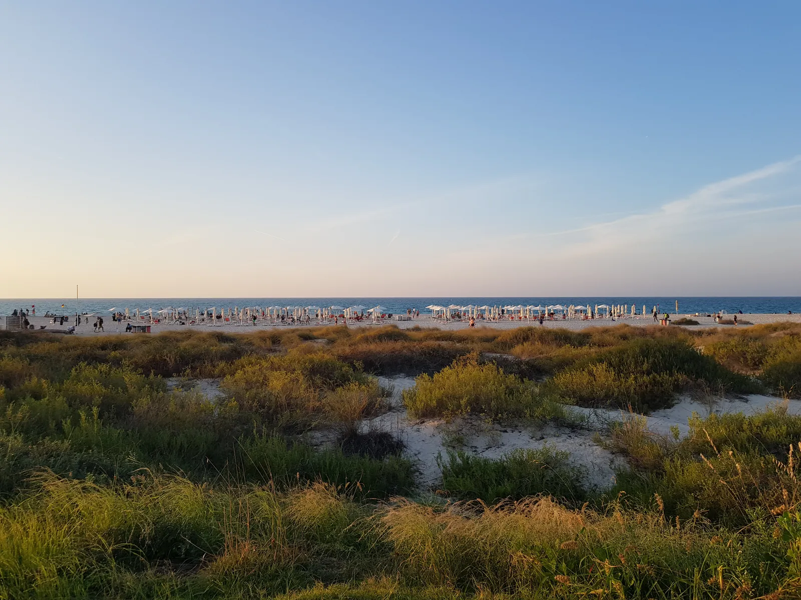 Grassy protected dunes in the foreground at Saadiyat Beach in Abu Dhabi, with rows of sun loungers on the sand beyond them and the Gulf behind