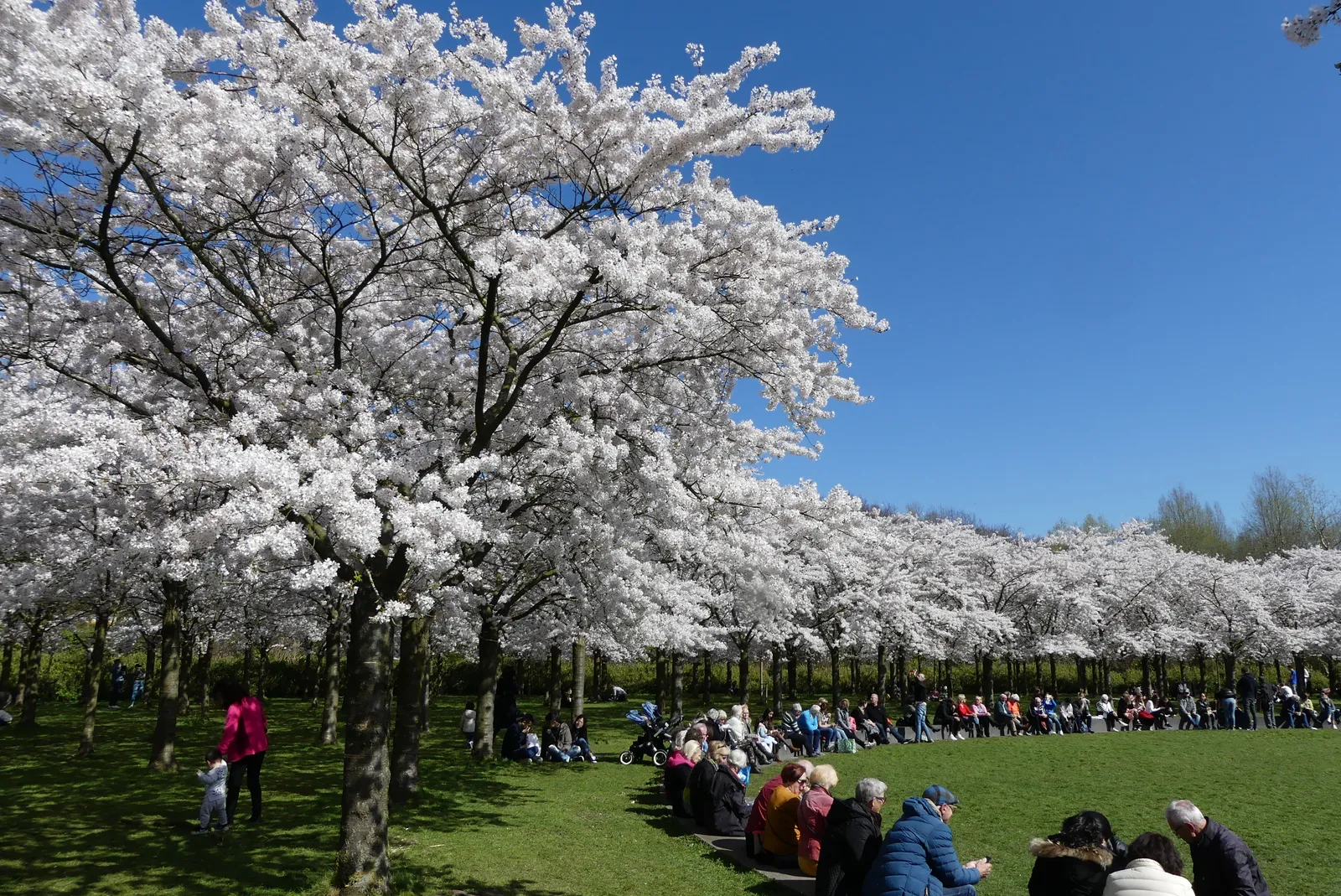 Rows of cherry trees in full white blossom at the Kersenbloesempark in the Amsterdamse Bos, with people sitting on the grass beneath them under a clear blue sky