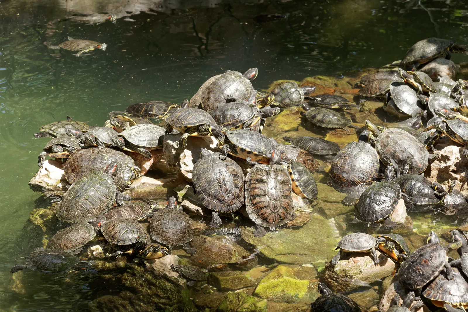 Dozens of terrapins crowded onto a rock in the middle of a small pond in the National Garden in Athens