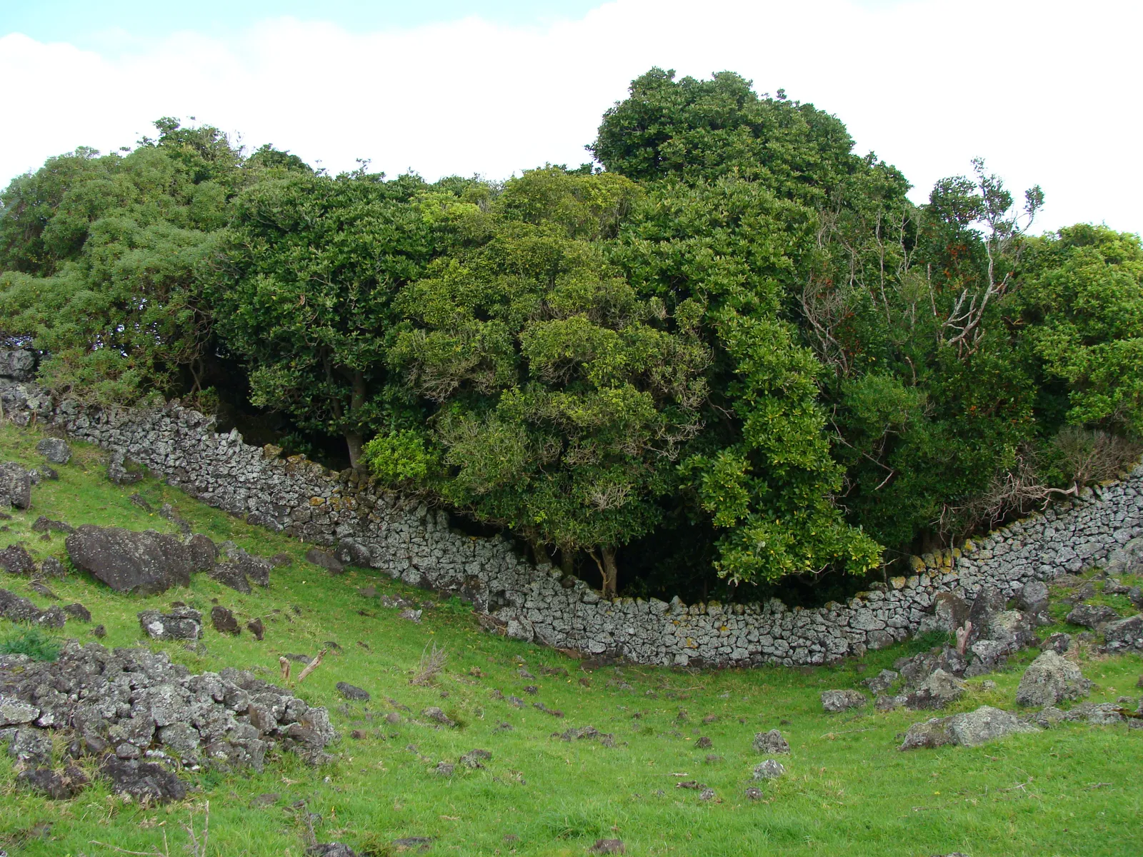 A dry-stone wall curving across a green volcanic slope at the Ōtuataua Stonefields near Auckland, loose lava boulders in the grass and a band of low trees behind it