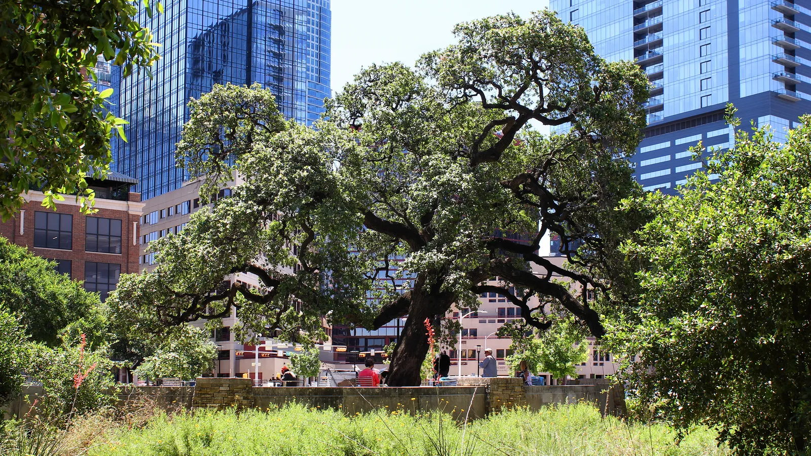 A very large spreading live oak in Republic Square in Austin, its low branches reaching out over a paved terrace with people sitting under it, and glass office towers directly behind