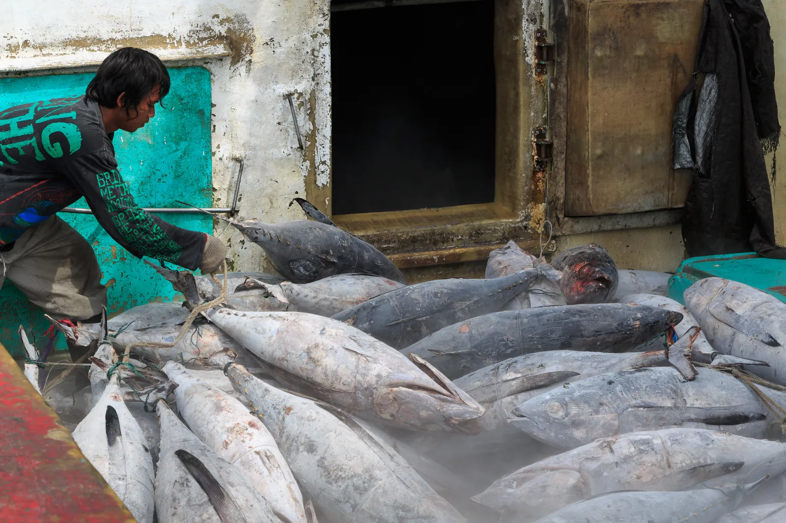 A worker in waders shifting large frozen tuna across the deck of a longline boat at Benoa harbour in Bali, the fish stacked several deep