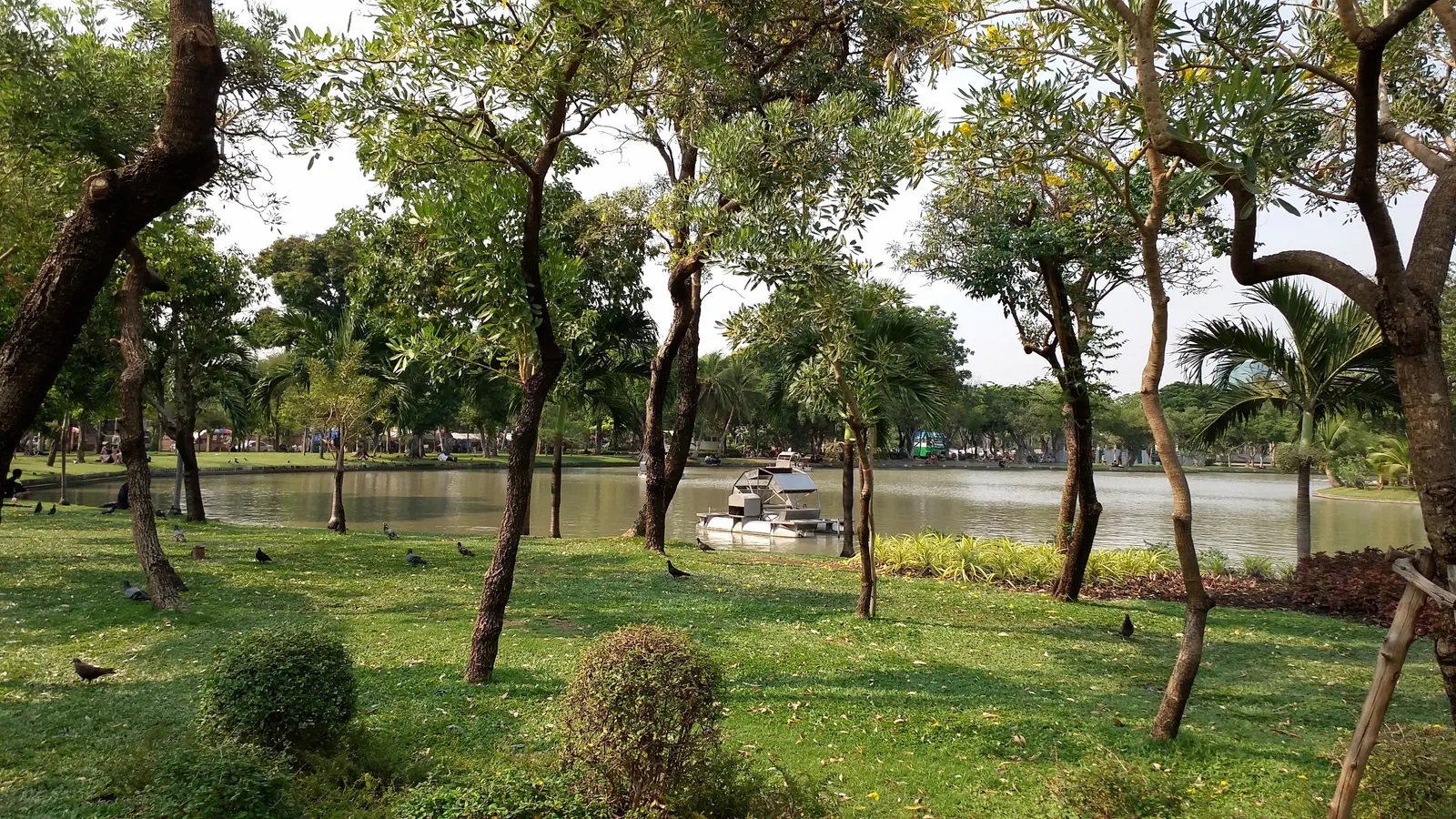 The lake in Chatuchak Park, Bangkok, seen through the trunks of shade trees from a mown bank, with a moored boat at the far side and rough grass in the foreground