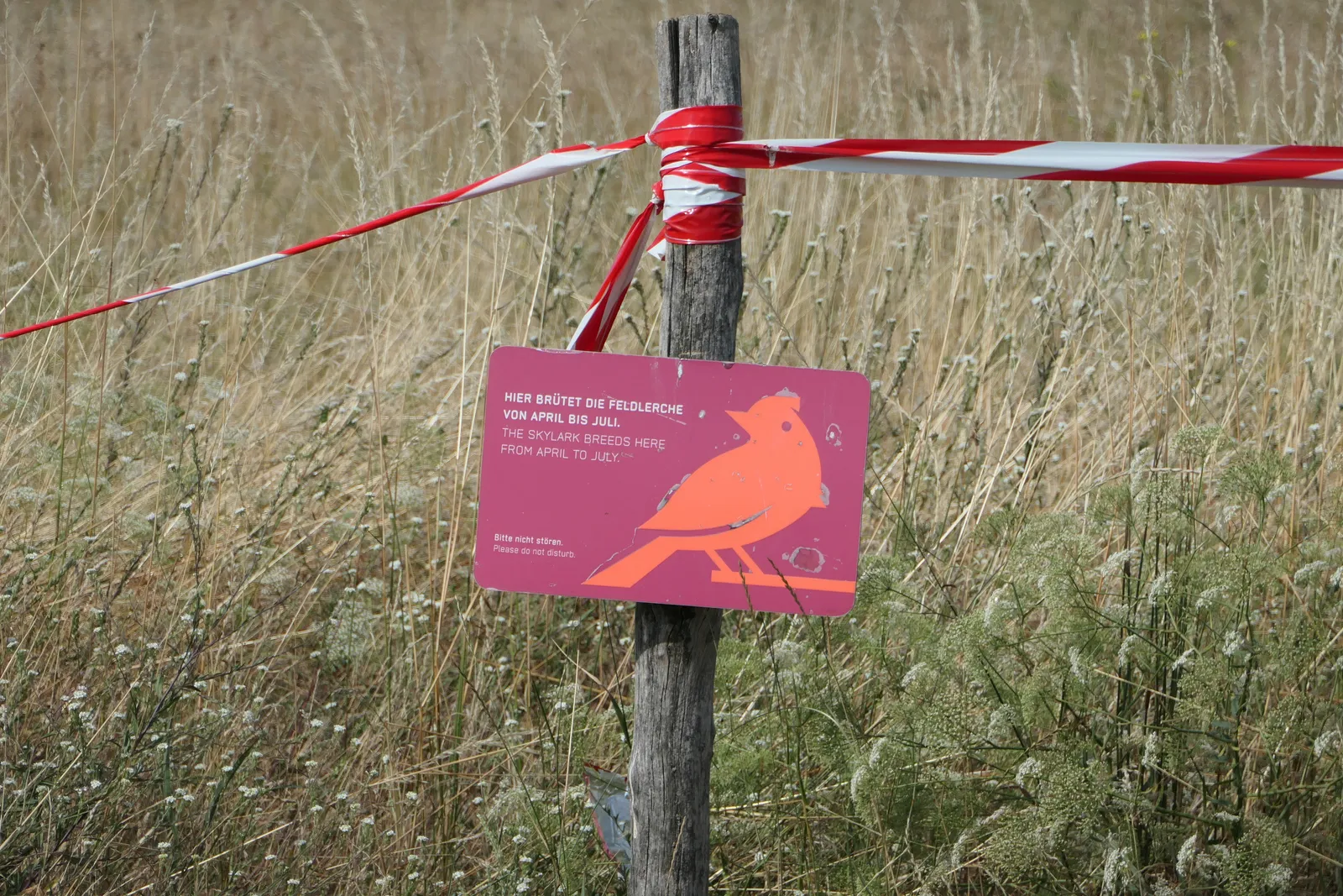 A pink sign on a wooden post at Tempelhofer Feld showing a skylark and warning that the birds breed here from April to July, with red and white tape strung across the dry meadow behind it
