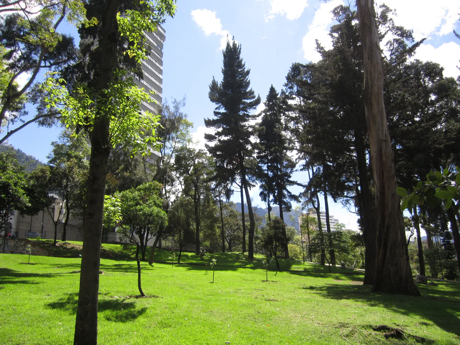 Lawns and tall dark conifers in the Parque de la Independencia in Bogotá, with a high-rise tower visible through the trees and the eastern mountains behind