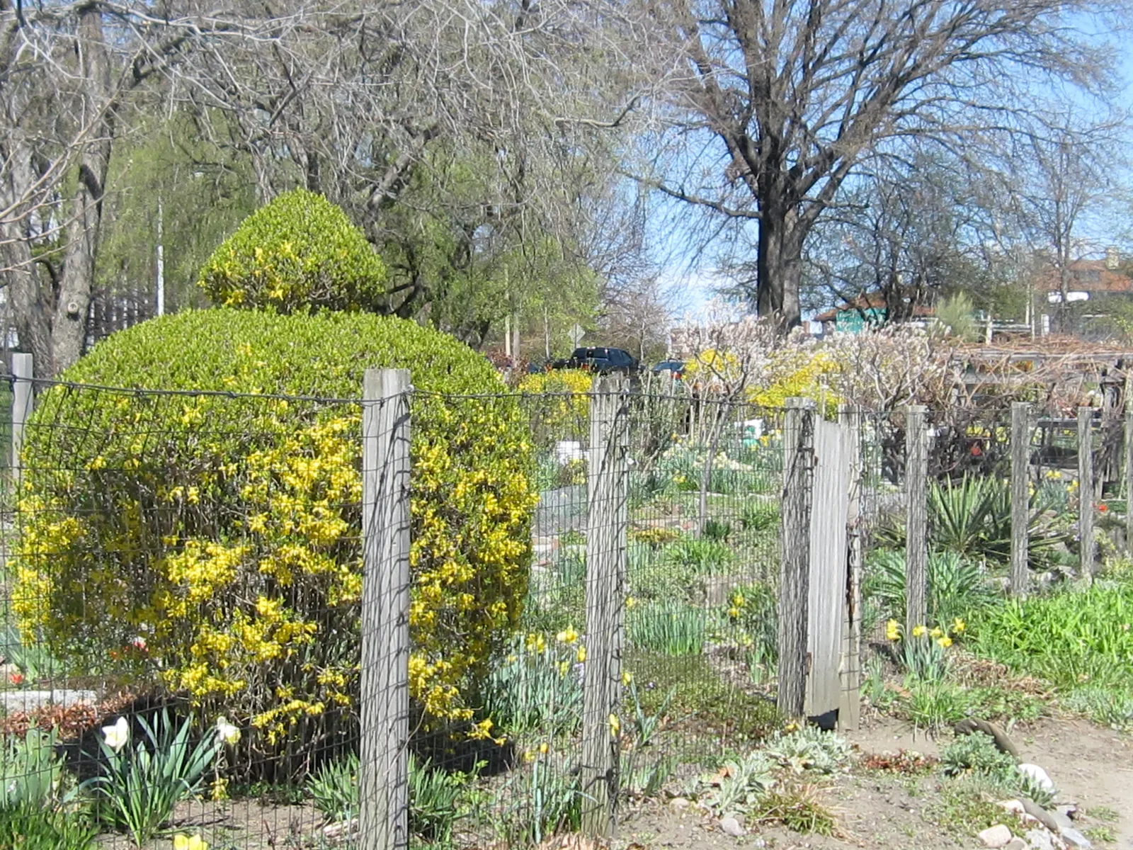 Allotment plots in the Fenway Victory Gardens in Boston, fenced beds with wooden posts and wire, forsythia in flower and bare trees behind