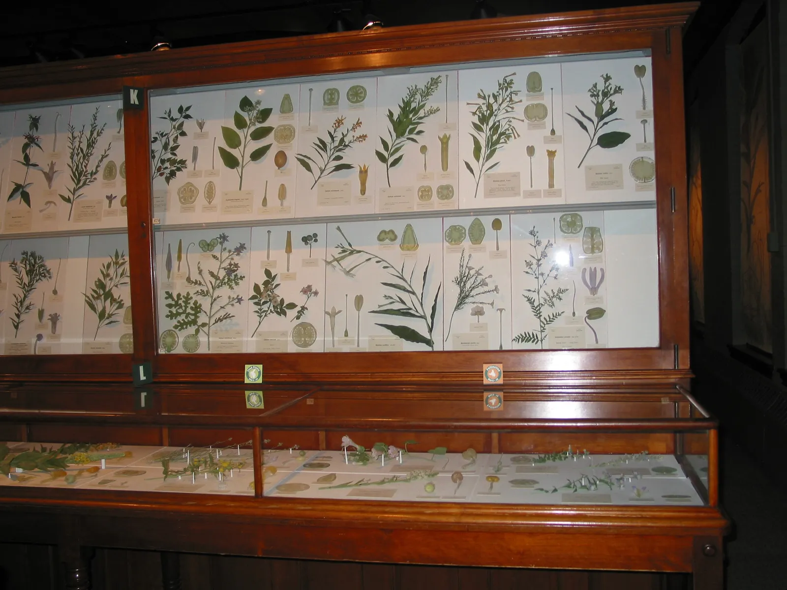 A tall wooden and glass display case in the Glass Flowers gallery at Harvard, holding rows of glass plant models mounted on labelled boards with smaller models in the case below
