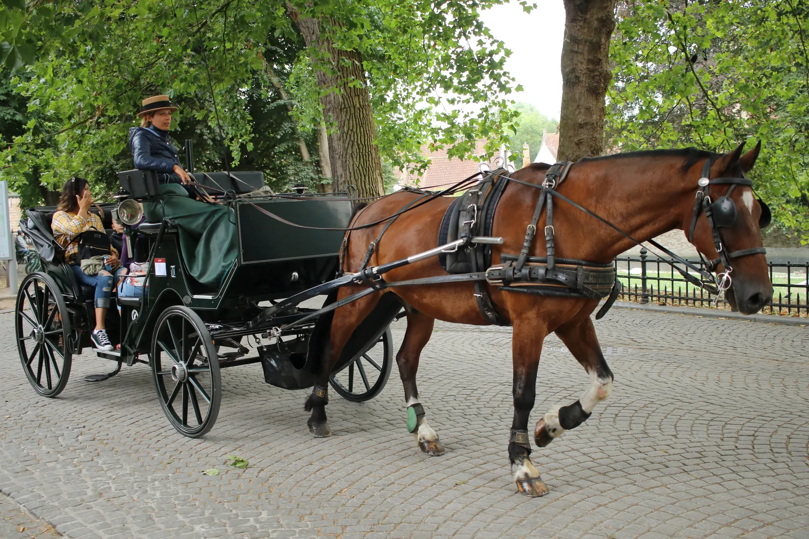 A horse-drawn carriage in Bruges, a bay horse in harness pulling an open black carriage with a driver in a straw hat over cobblestones
