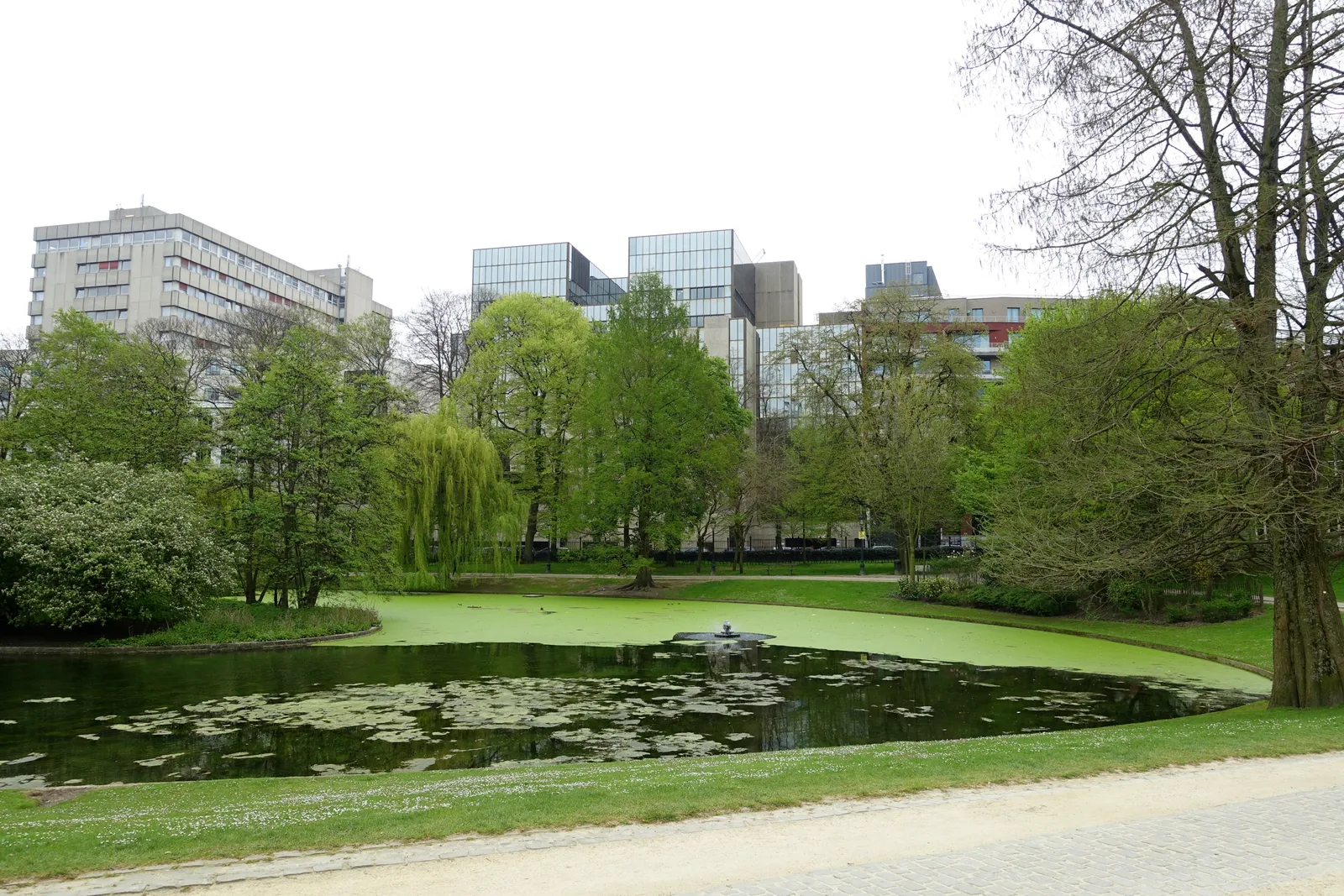 The pond in Leopold Park in Brussels, willows and lawns around the water with the glass and concrete blocks of the European institutions rising behind the treeline