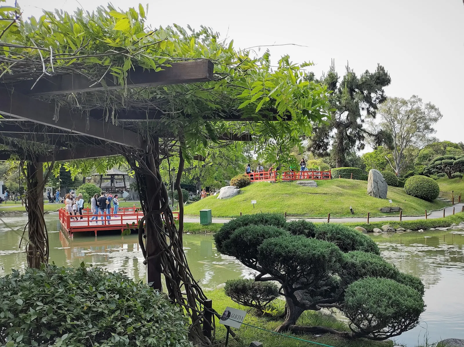 The Japanese garden in Buenos Aires, with a red painted bridge crossing a pond, clipped pines and a standing rock on a grass island, seen from under a wisteria-covered pergola