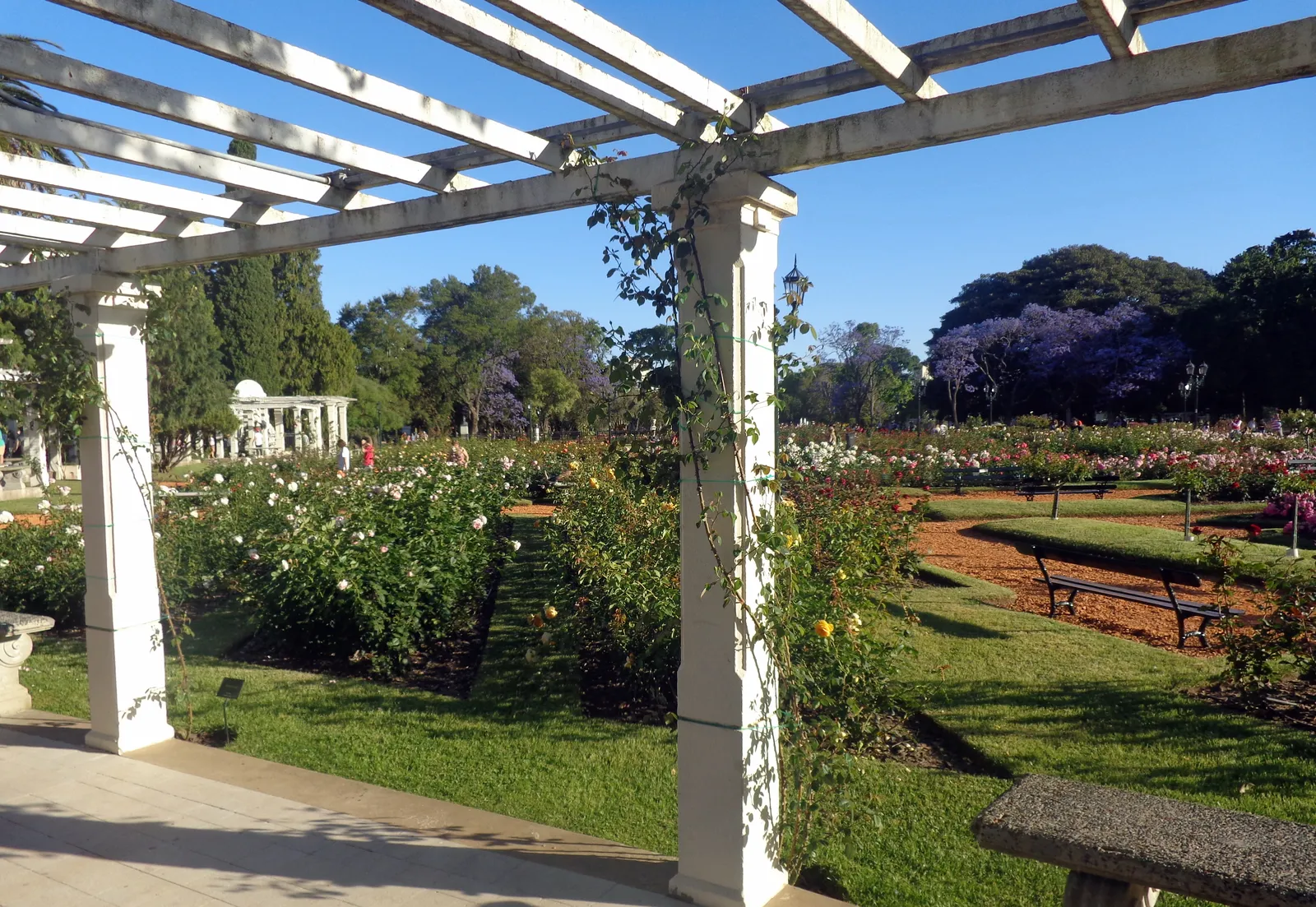 The white timber pergola at the Rosedal rose garden in Palermo, Buenos Aires, its square columns wound with climbing roses and beds of pink and white roses laid out in the lawn beyond it