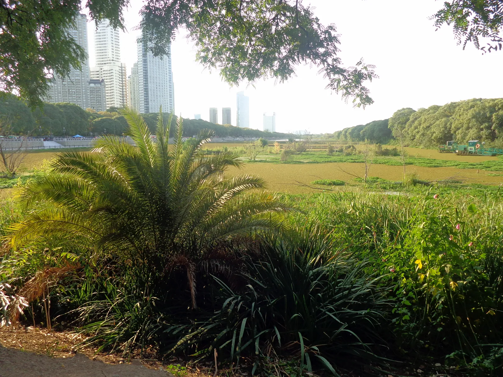 Rough grassland and a stand of palm at the Costanera Sur ecological reserve in Buenos Aires, with a flooded green lagoon behind it and the glass towers of the city rising over the treeline
