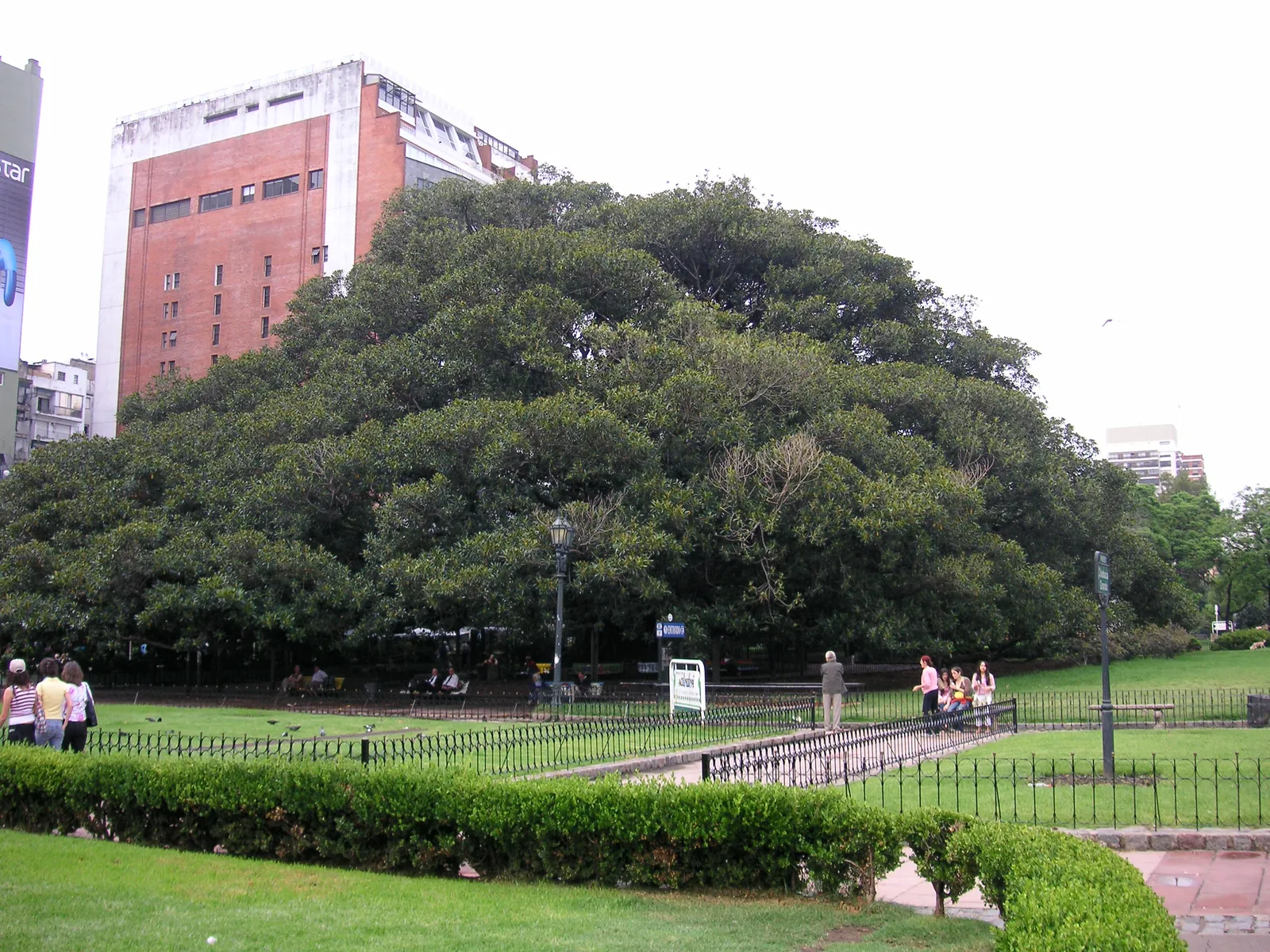 The enormous spreading canopy of the Recoleta rubber tree in Buenos Aires, its low branches reaching out over a railed garden with people on benches beneath it and apartment blocks behind