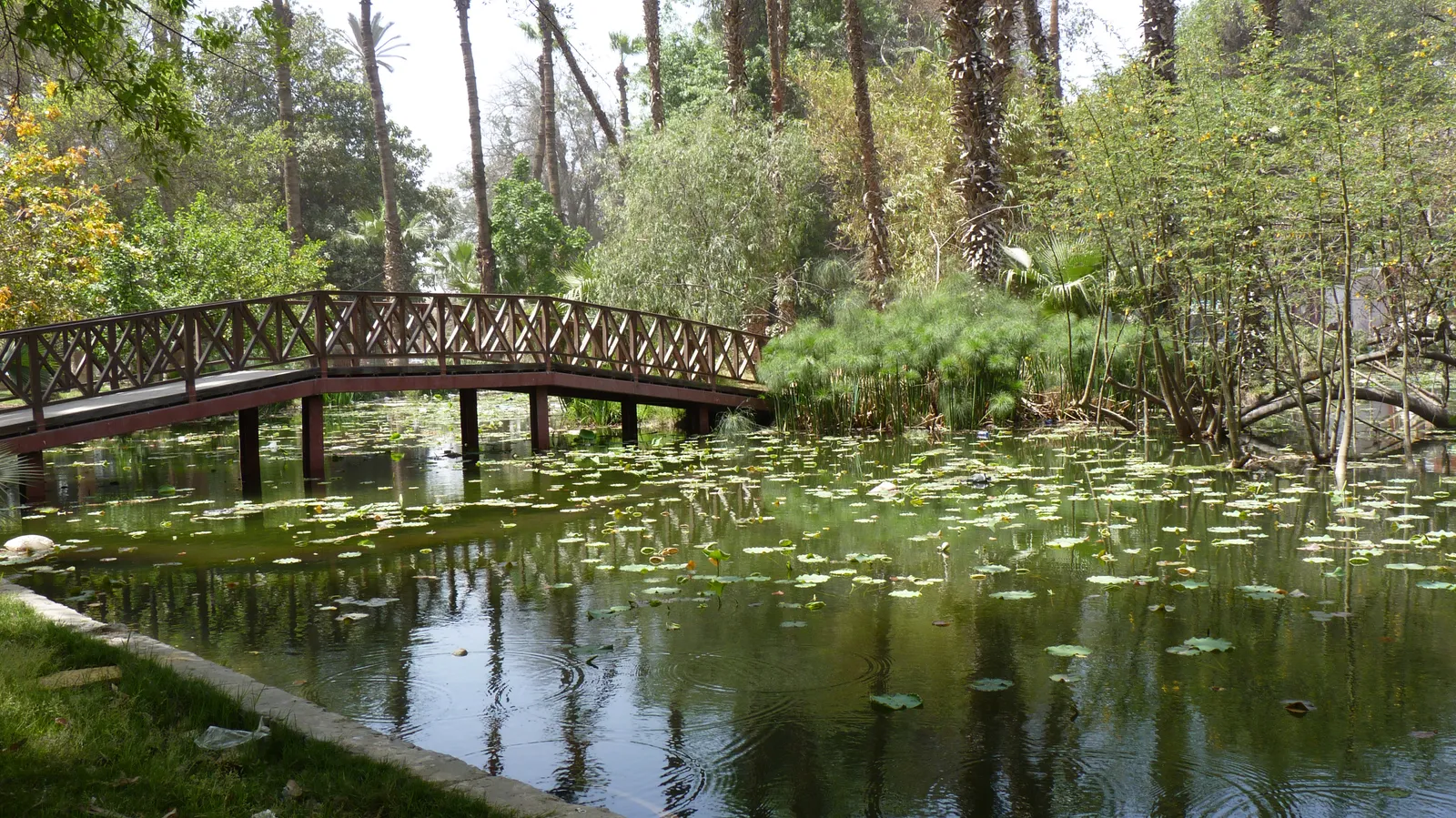 A lotus pond in the Orman Botanical Garden in Giza, lily pads covering the water with a low wooden footbridge crossing it and dense trees and papyrus along the banks