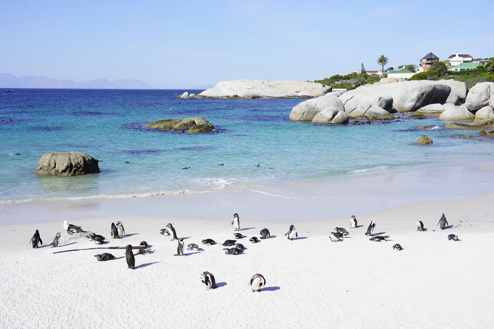 African penguins standing on the white sand of Boulders Beach in Simon's Town, Cape Town, with turquoise water and large granite boulders behind