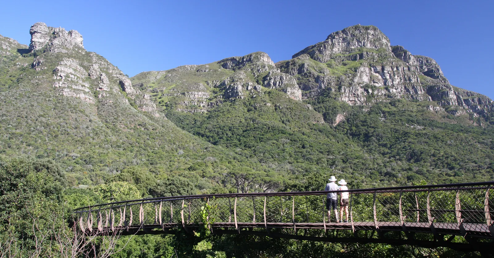 Two visitors standing on the Boomslang, the curving steel and timber canopy walkway at Kirstenbosch in Cape Town, above the treetops with the grey crags of Table Mountain's eastern side rising behind under a clear blue sky