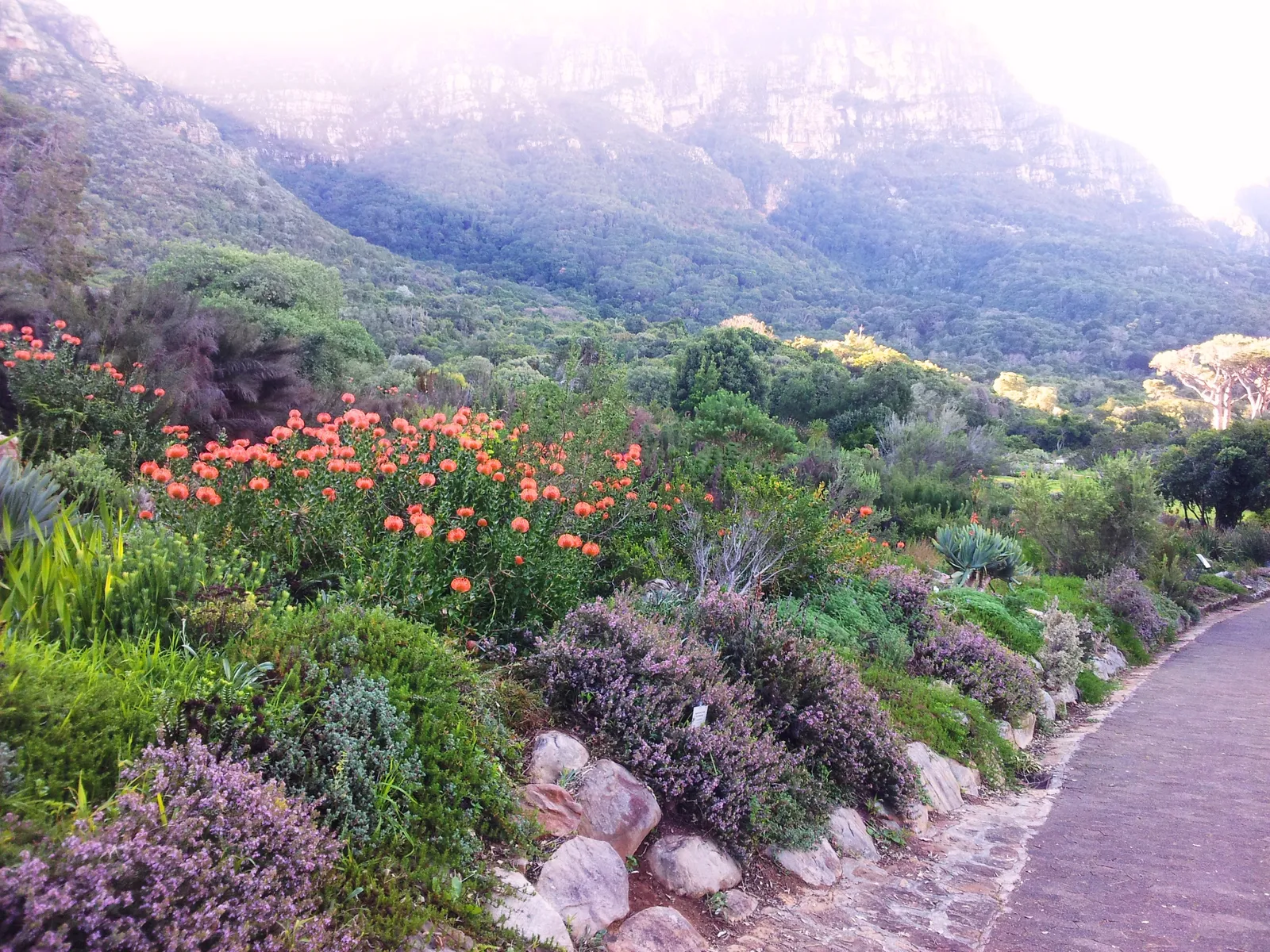 Fynbos beds beside a paved path at Kirstenbosch in Cape Town, orange pincushion proteas and purple-flowering shrubs among rocks, with cloud lying on the forested slopes of Table Mountain behind