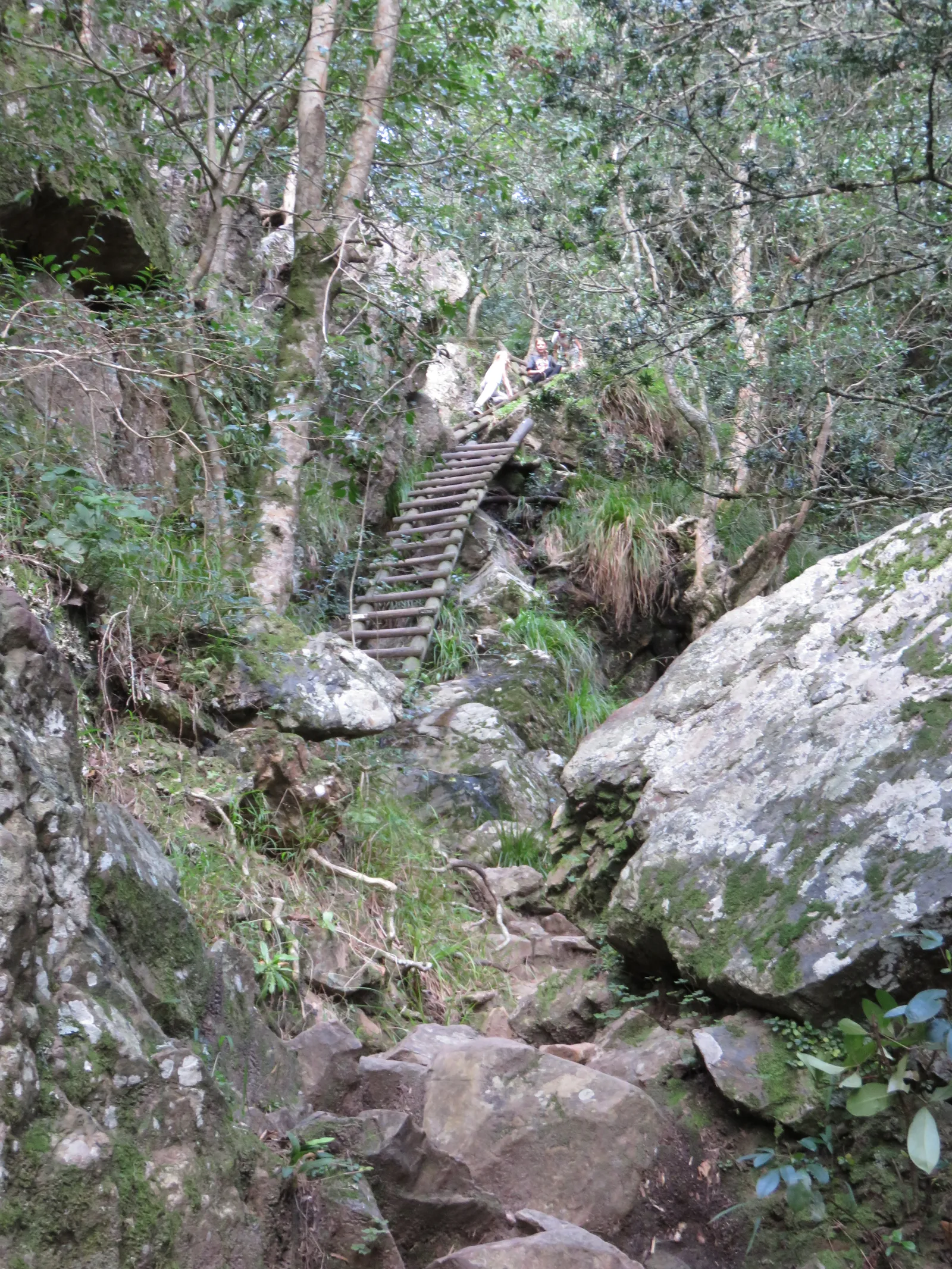 A wooden ladder climbing a rock step in Skeleton Gorge above Kirstenbosch in Cape Town, with hikers resting at the top, forest trees overhead and large boulders in the foreground