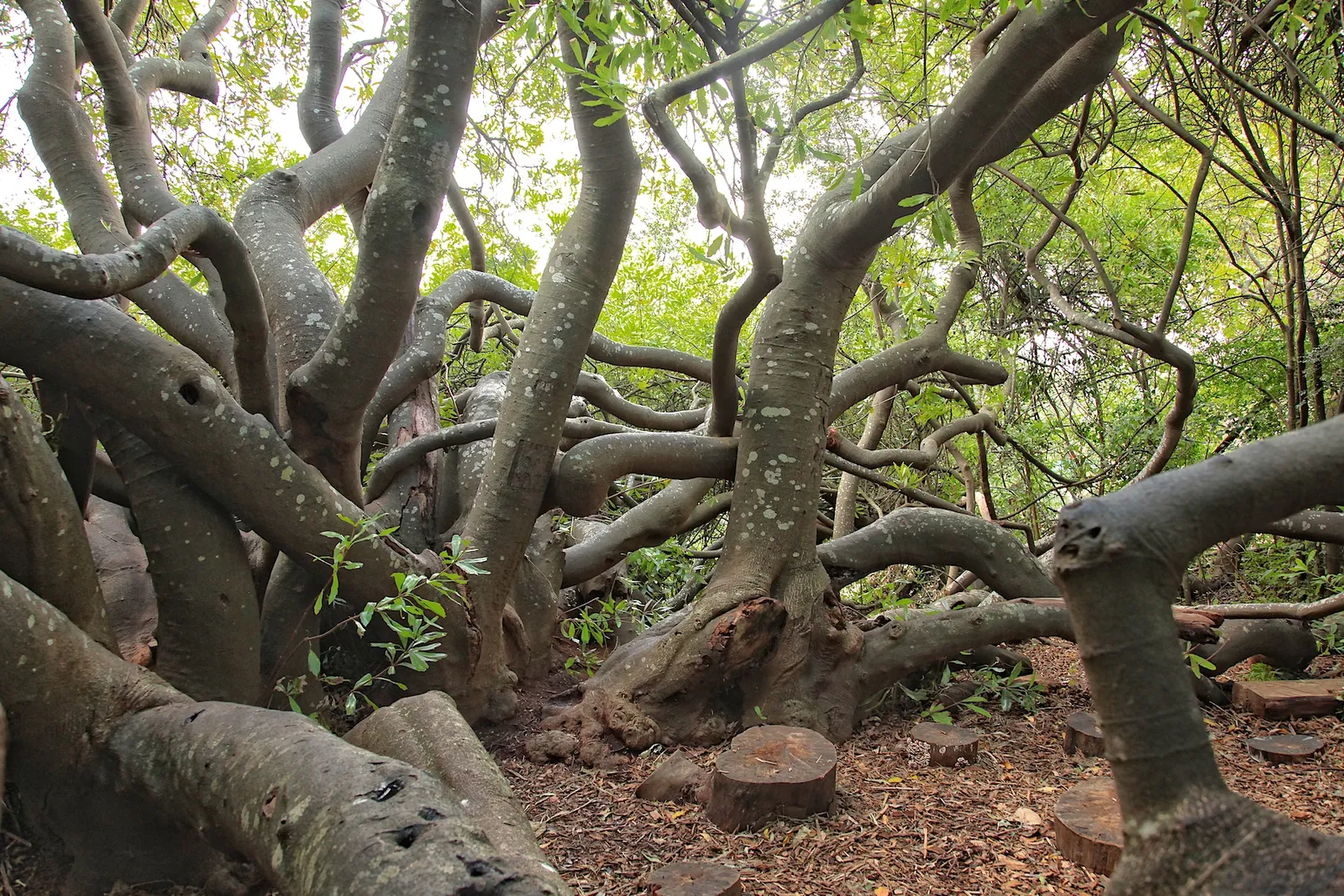 The twisted, pale grey trunks of wild almond trees in Van Riebeeck's Hedge at Kirstenbosch in Cape Town, branching low and interlocking over a floor of leaf litter