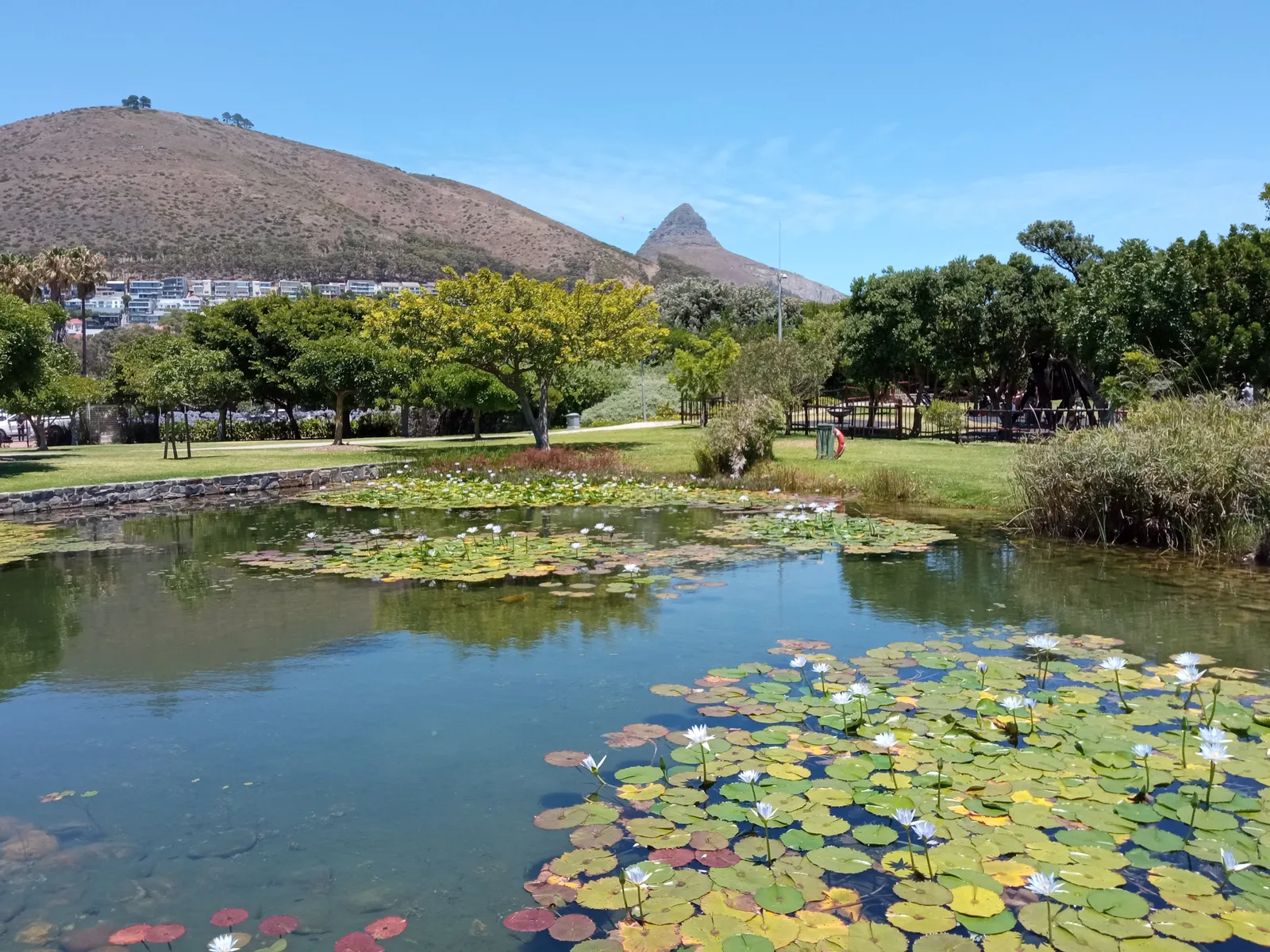 A pond covered in water lilies in Green Point Park, Cape Town, with lawns and trees beyond and the rounded slope of Signal Hill and the peak of Lion's Head behind under a blue sky