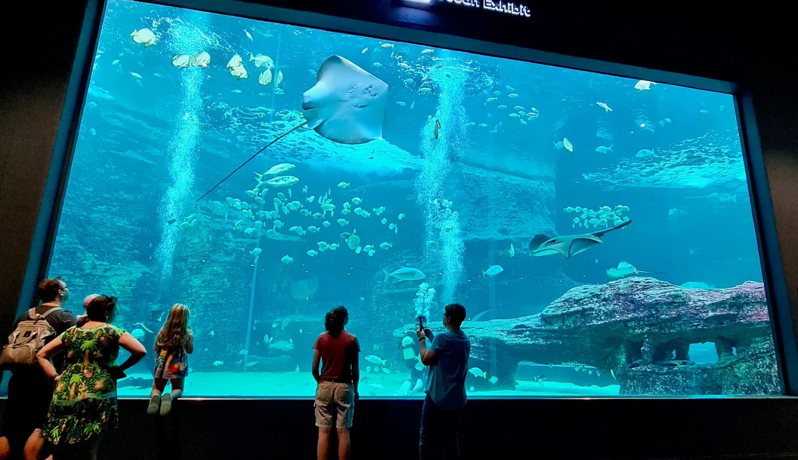Visitors silhouetted against the huge glass front of the I&J Ocean Exhibit at the Two Oceans Aquarium in Cape Town, a large ray gliding overhead above shoals of fish and a rocky reef