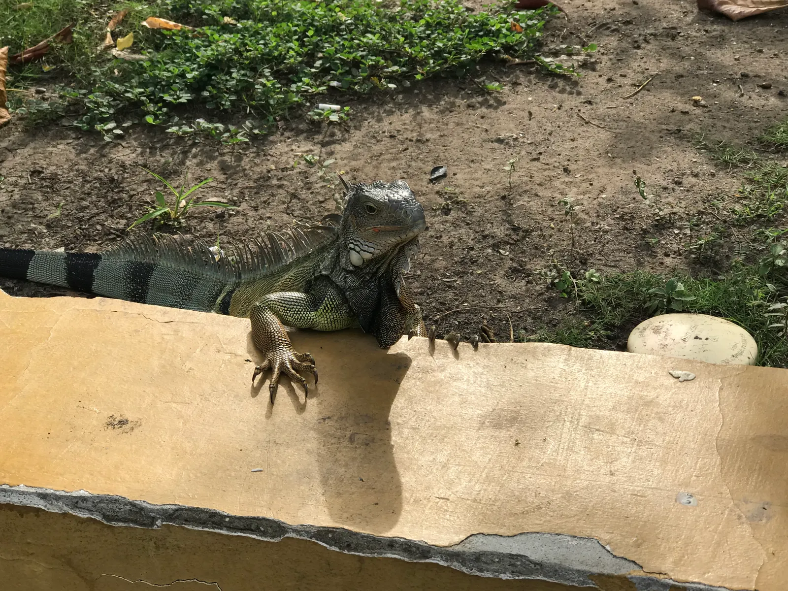 A wild green iguana resting on a wooden railing in Parque Centenario in Cartagena, with grass and trees in the background