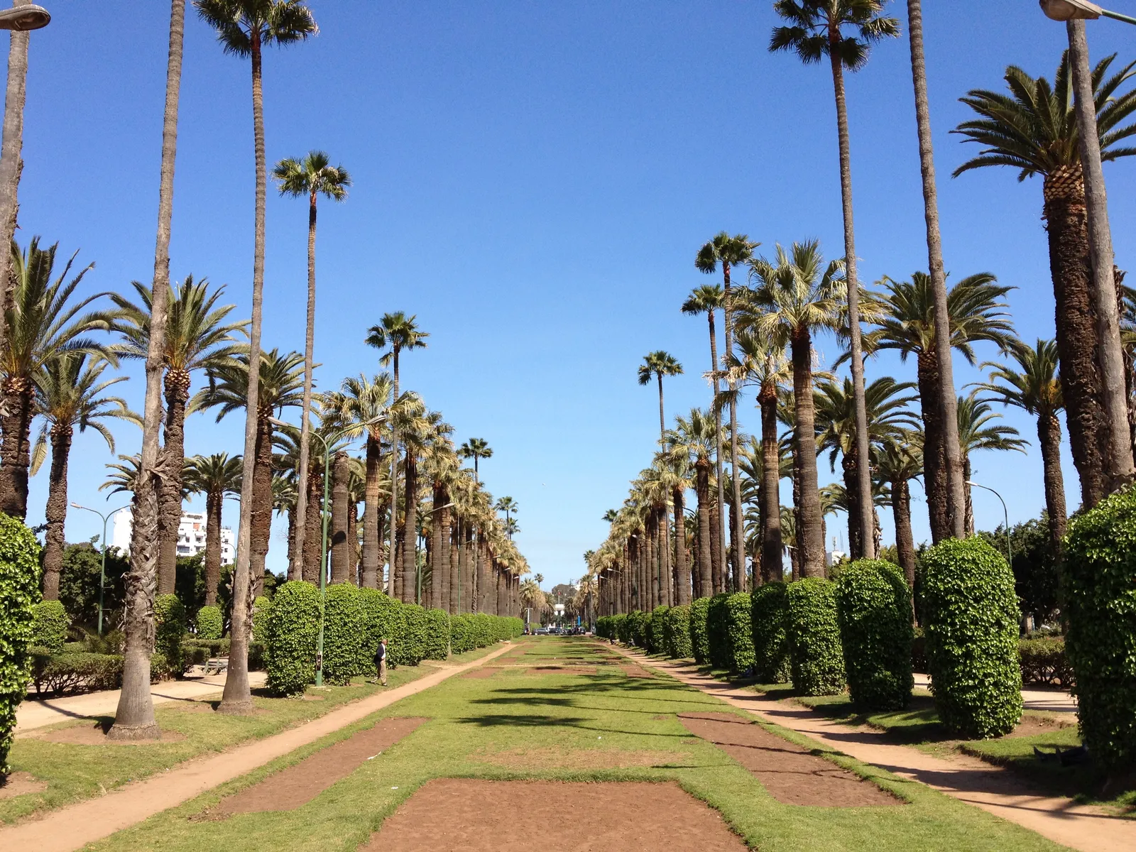 A long avenue in Casablanca's Arab League Park, two rows of tall fan palms running into the distance above clipped round hedges, with a broad grass and gravel promenade down the middle