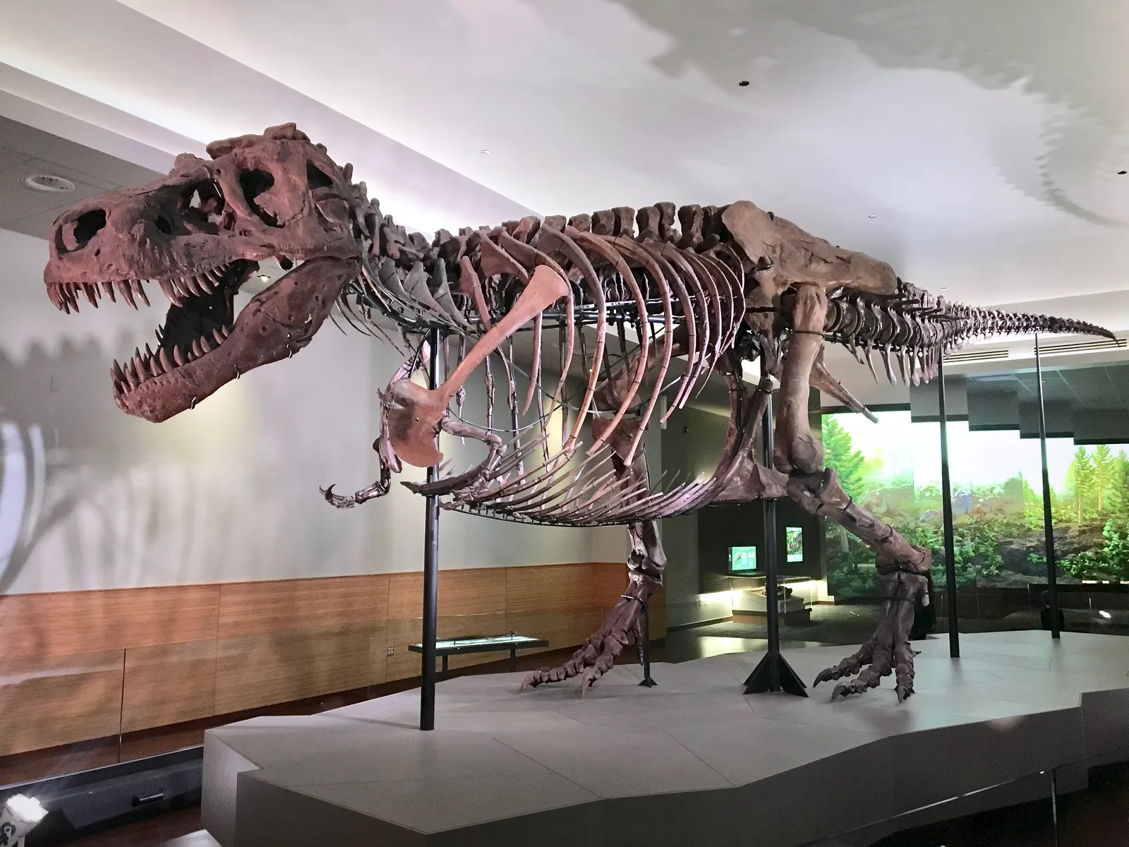 The mounted skeleton of Sue the Tyrannosaurus rex at the Field Museum in Chicago, jaws open, standing in a gallery on a low gray plinth
