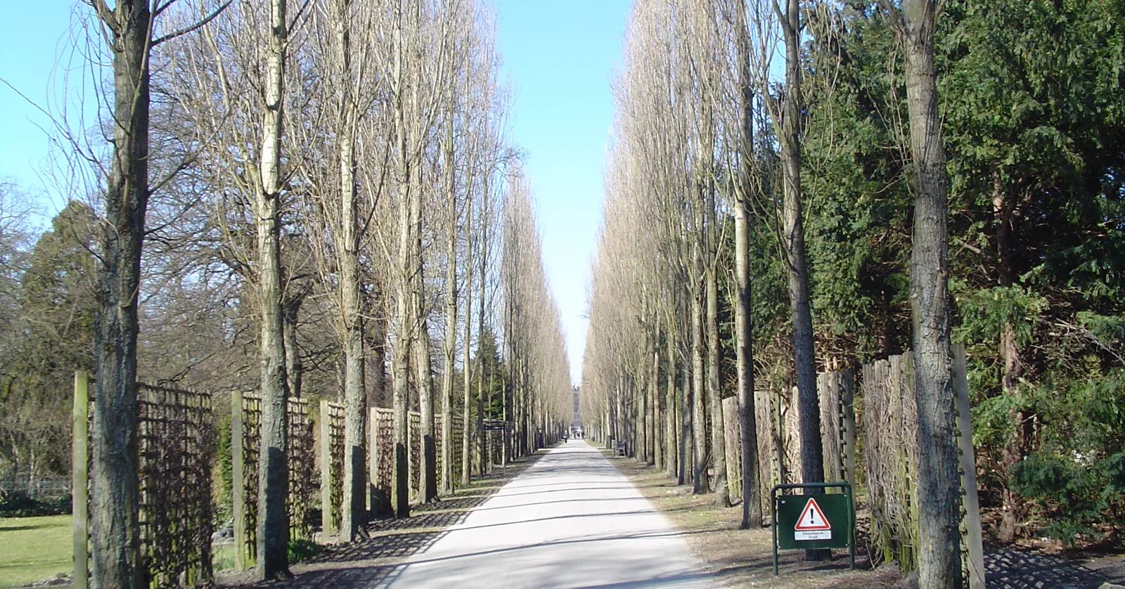 The long straight avenue through Assistens Cemetery in Copenhagen, a gravel path running away into the distance between two dense rows of tall bare poplars, with trellised walls and dark evergreens along the sides