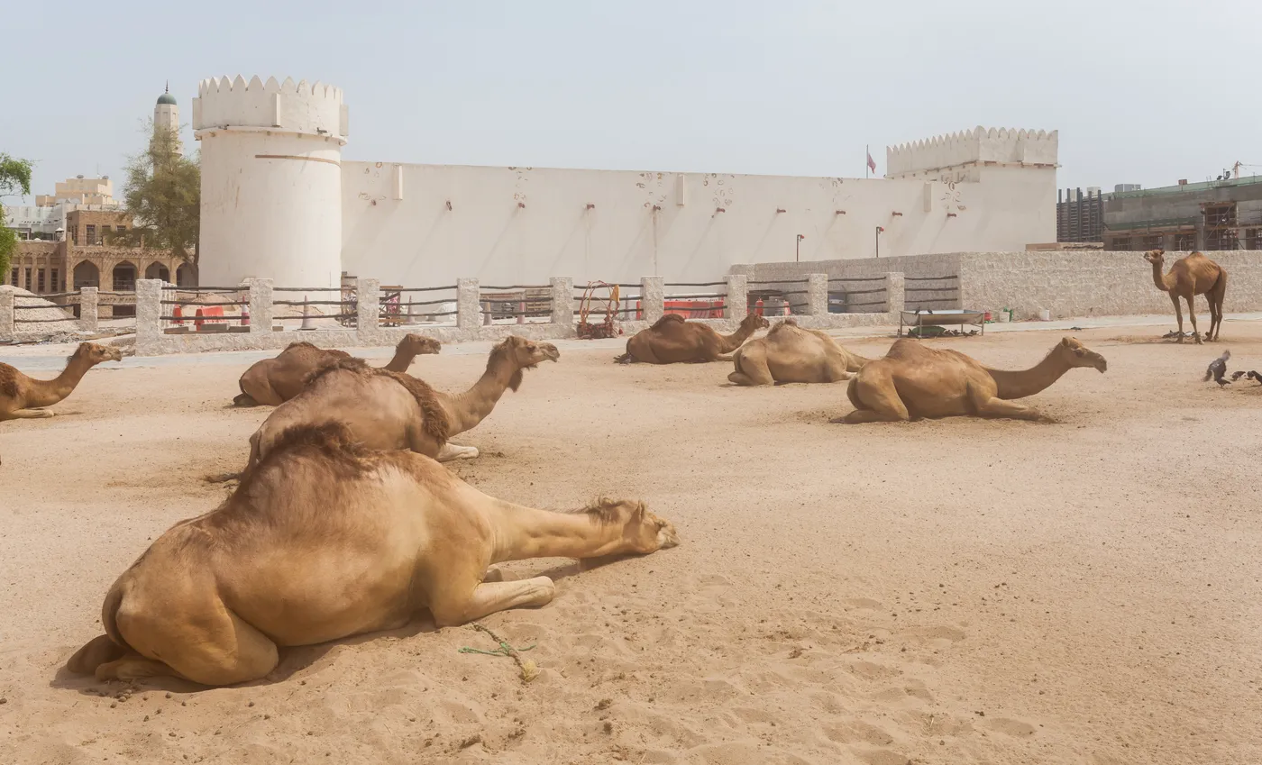 The white walls and corner turrets of Al Koot Fort in Doha rising behind a sand yard where a dozen camels are sitting