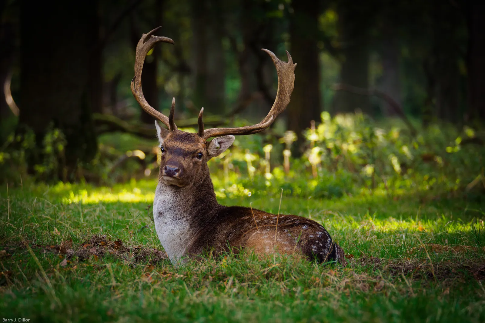 A fallow deer buck with broad flat antlers lying in the grass in Dublin's Phoenix Park, sunlight coming through the trees behind him