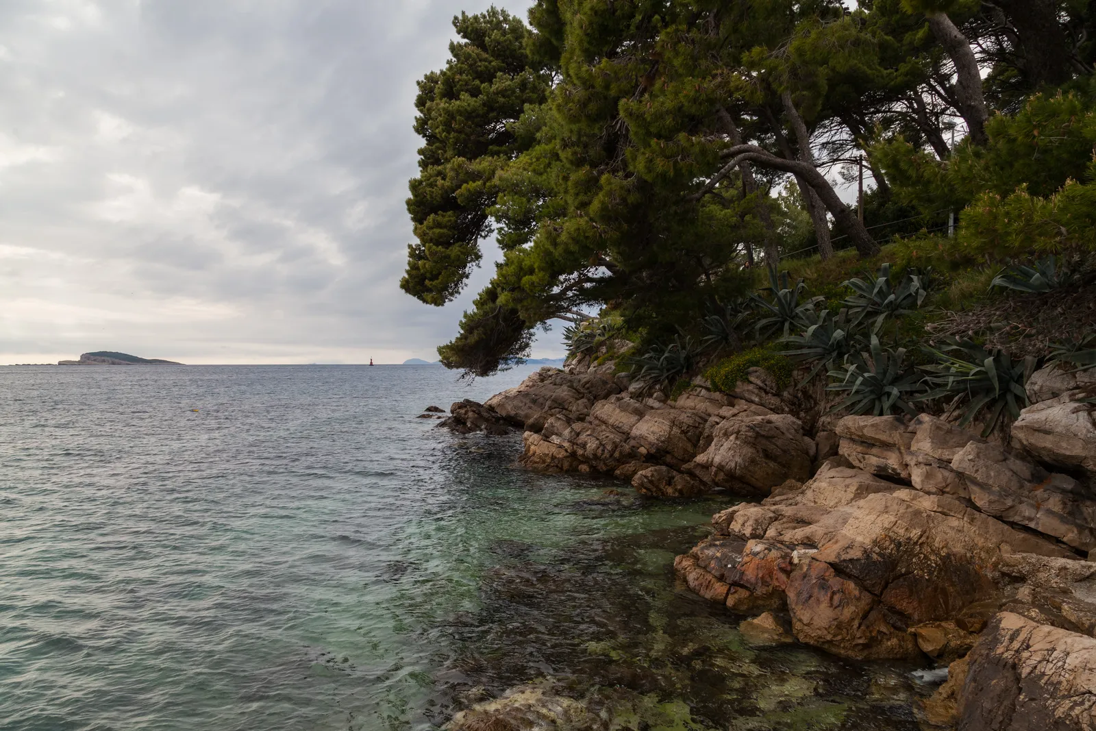 The rocky shoreline of the Rat peninsula at Cavtat, pines and agaves leaning out over pale rock above shallow clear water, with a low island on the horizon