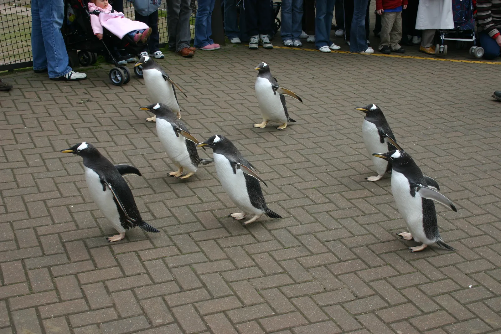 Gentoo penguins walking in a loose line across a paved path at Edinburgh Zoo, with visitors watching from behind a barrier on either side