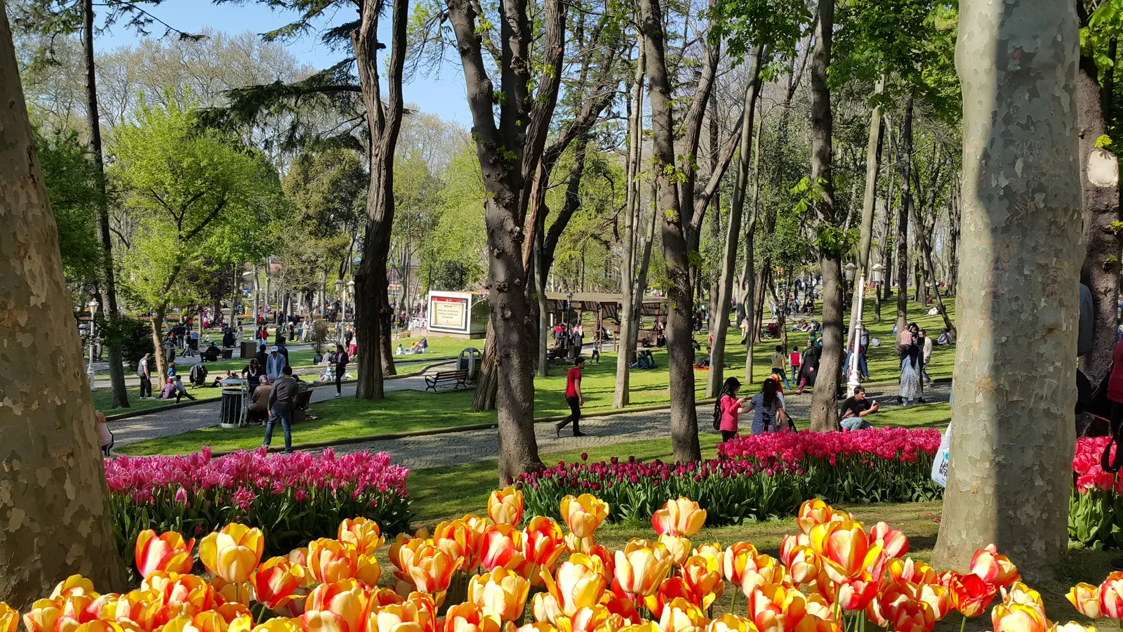 Gülhane Park in Istanbul in spring, beds of red and yellow tulips in the foreground and people walking and sitting on the grass under tall plane trees behind them