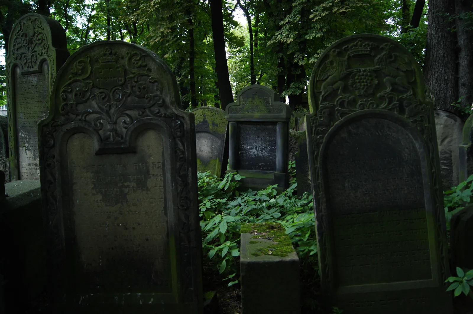 Carved stone headstones standing close together under dark trees in the New Jewish Cemetery in Kraków, the nearest ones weathered and lichen-covered with Hebrew inscriptions and relief ornament