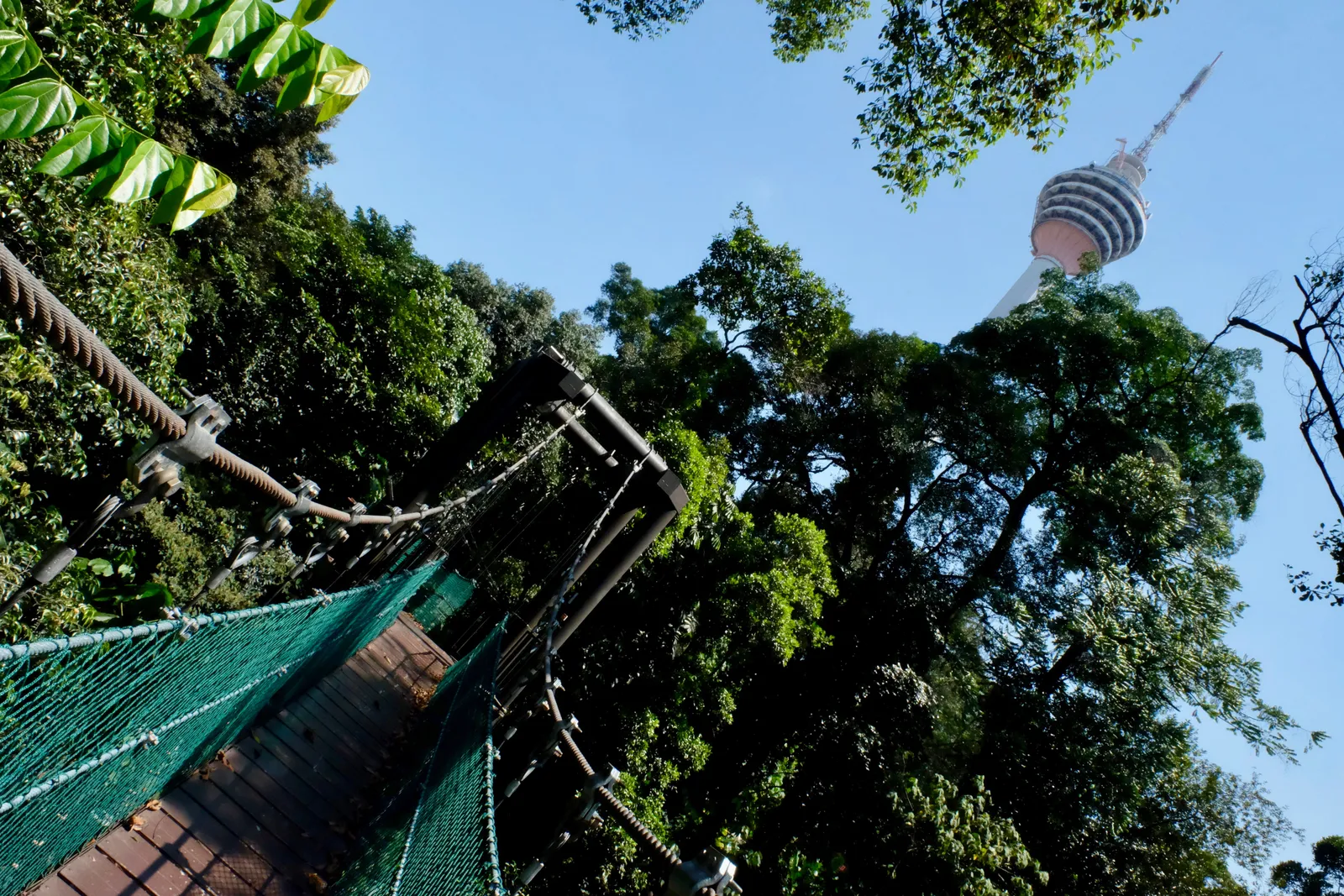 A rope and mesh canopy walkway threading between rainforest trees at KL Forest Eco Park, the ringed head of Menara Kuala Lumpur visible above the leaf canopy