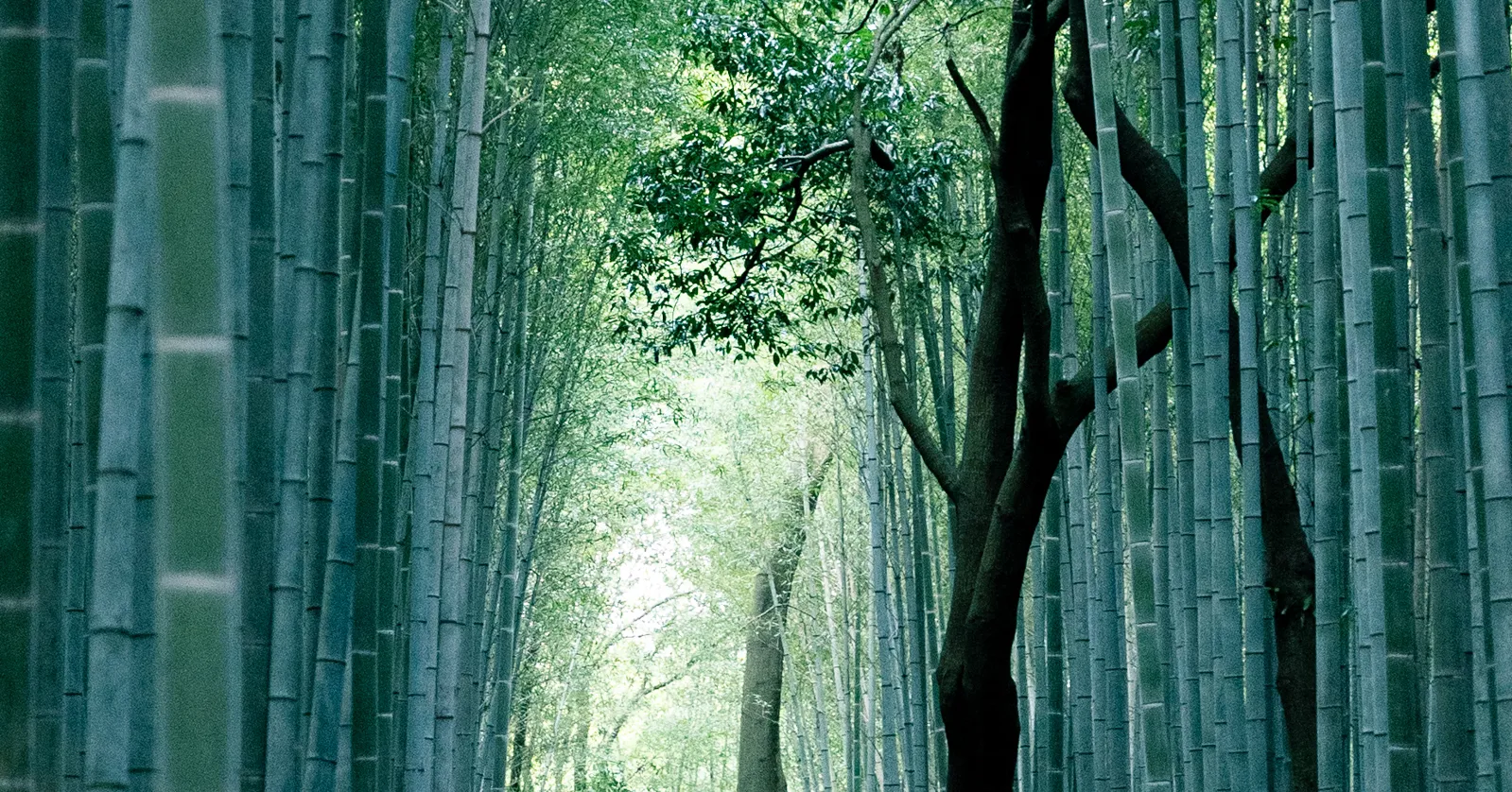 The bamboo path at Arashiyama in Kyoto, dense green stems standing in close ranks on both sides of a narrow walkway with a broadleaf tree breaking through the canopy above