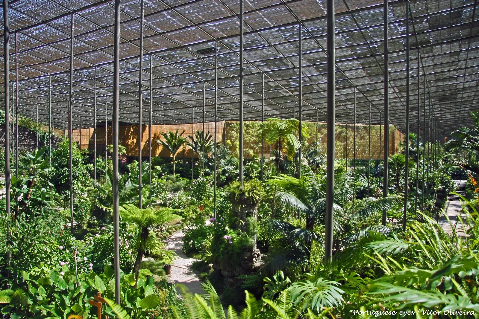 Palms and ferns growing under the slatted wooden roof of the Estufa Fria greenhouse garden in Lisbon's Parque Eduardo VII