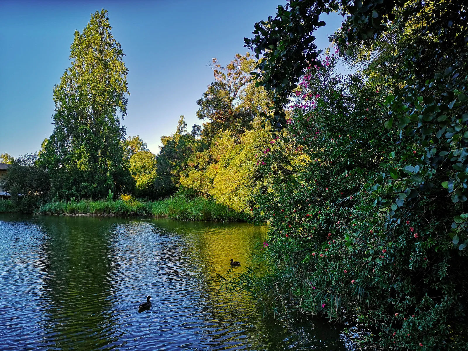 Ducks on the lake in the Gulbenkian garden in Lisbon, ringed by reeds and dense trees under a clear sky