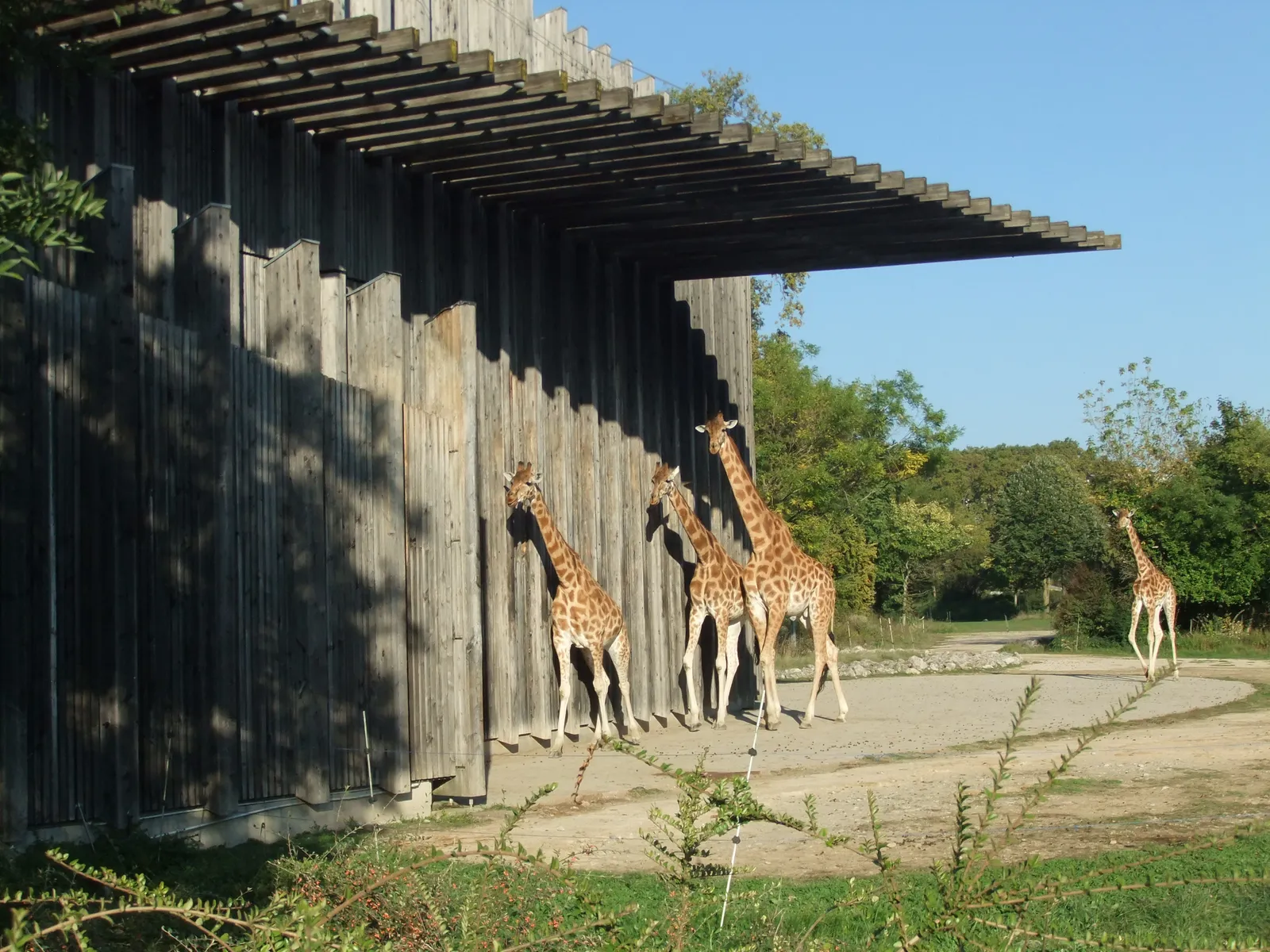Four giraffes standing in the shade of a long timber-slatted shelter in the zoo at Parc de la Tête d'Or in Lyon, with open sandy ground and trees behind them