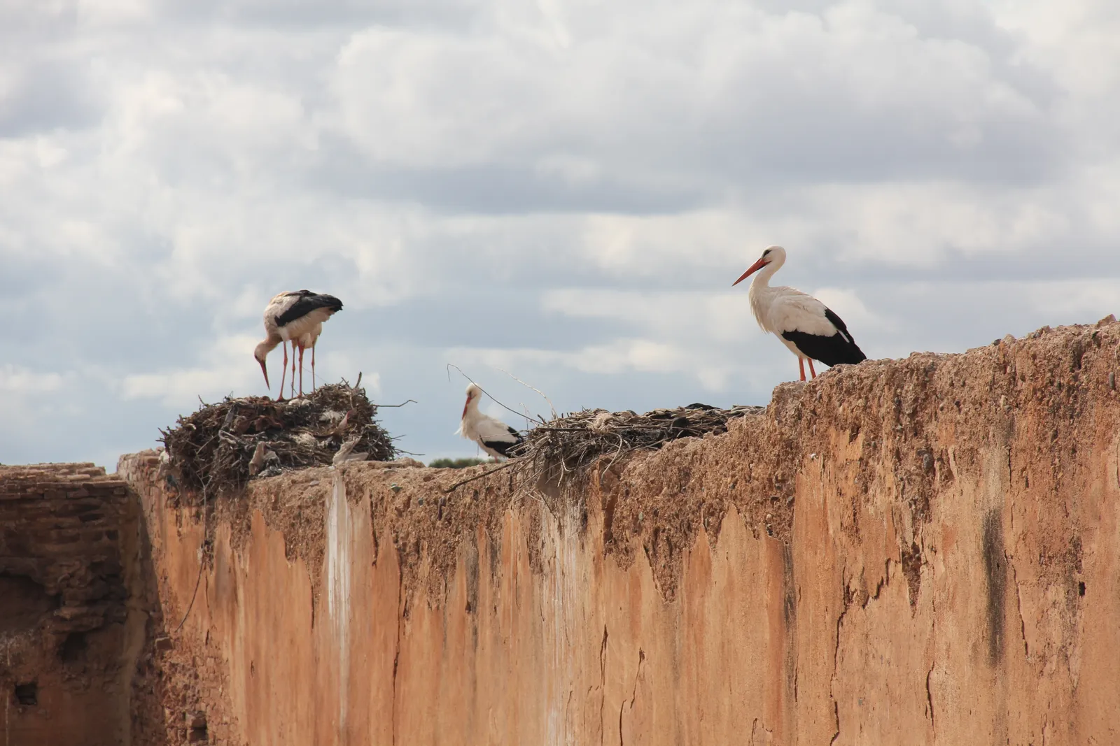 White storks standing beside their large stick nests on top of a crumbling ochre wall of the El Badi Palace in Marrakech, under a cloudy sky