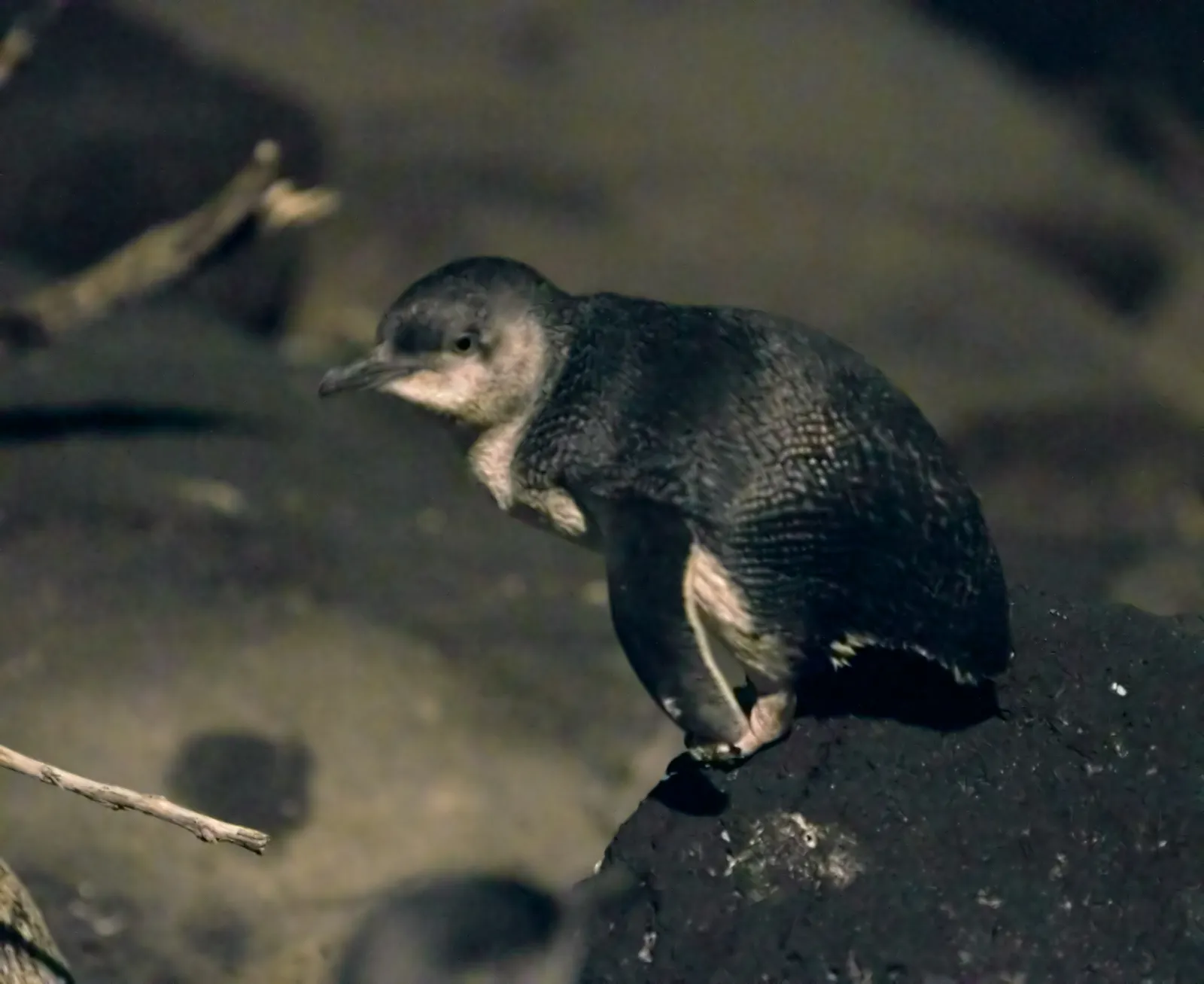 A little penguin standing on a dark rock of the St Kilda breakwater after dark, its blue-grey back and white front lit against the stones